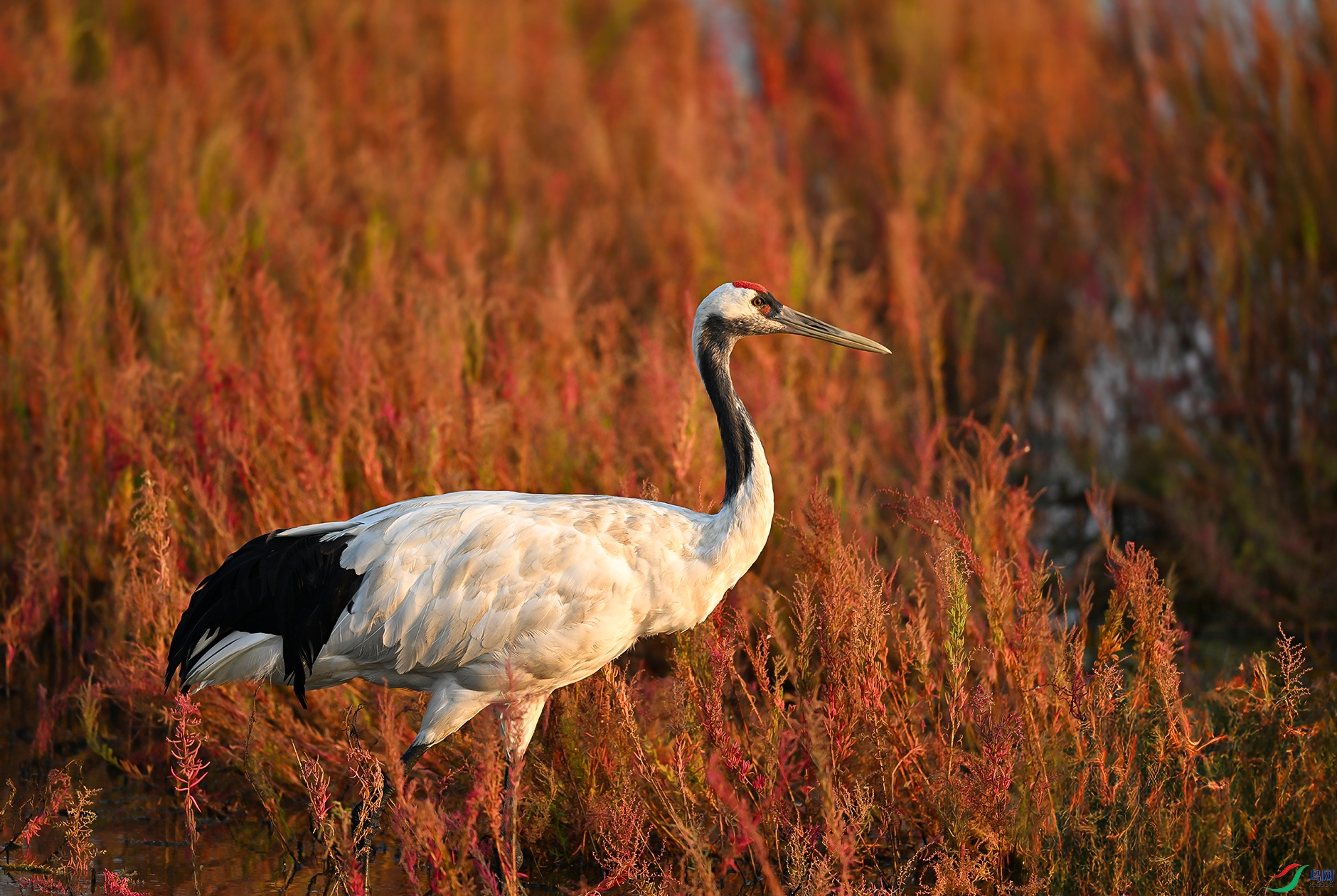 DSC_1500d2.jpg