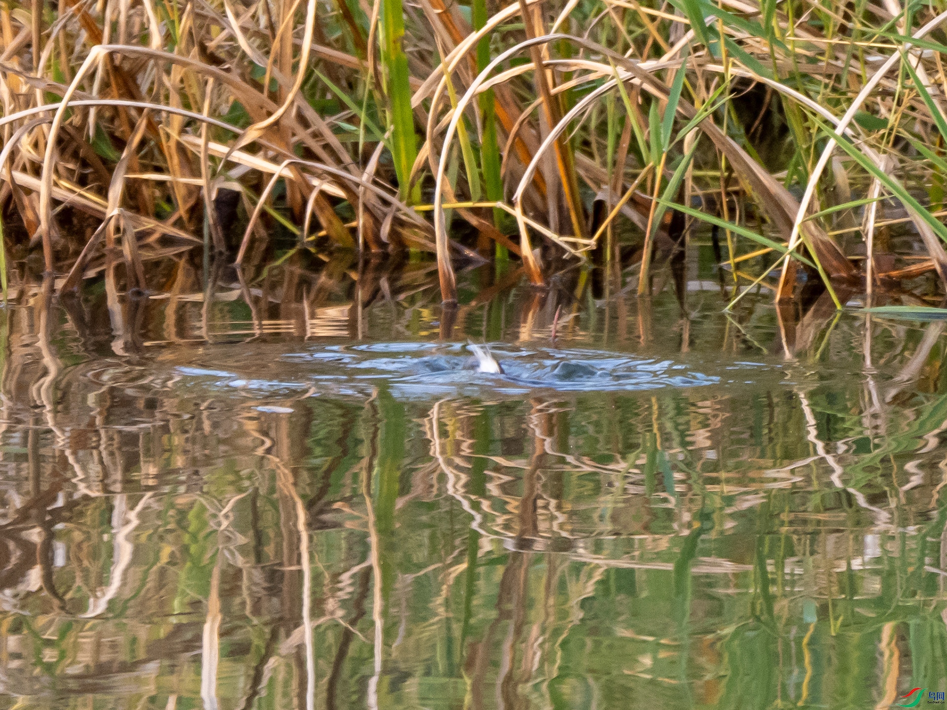 PA100208.jpg