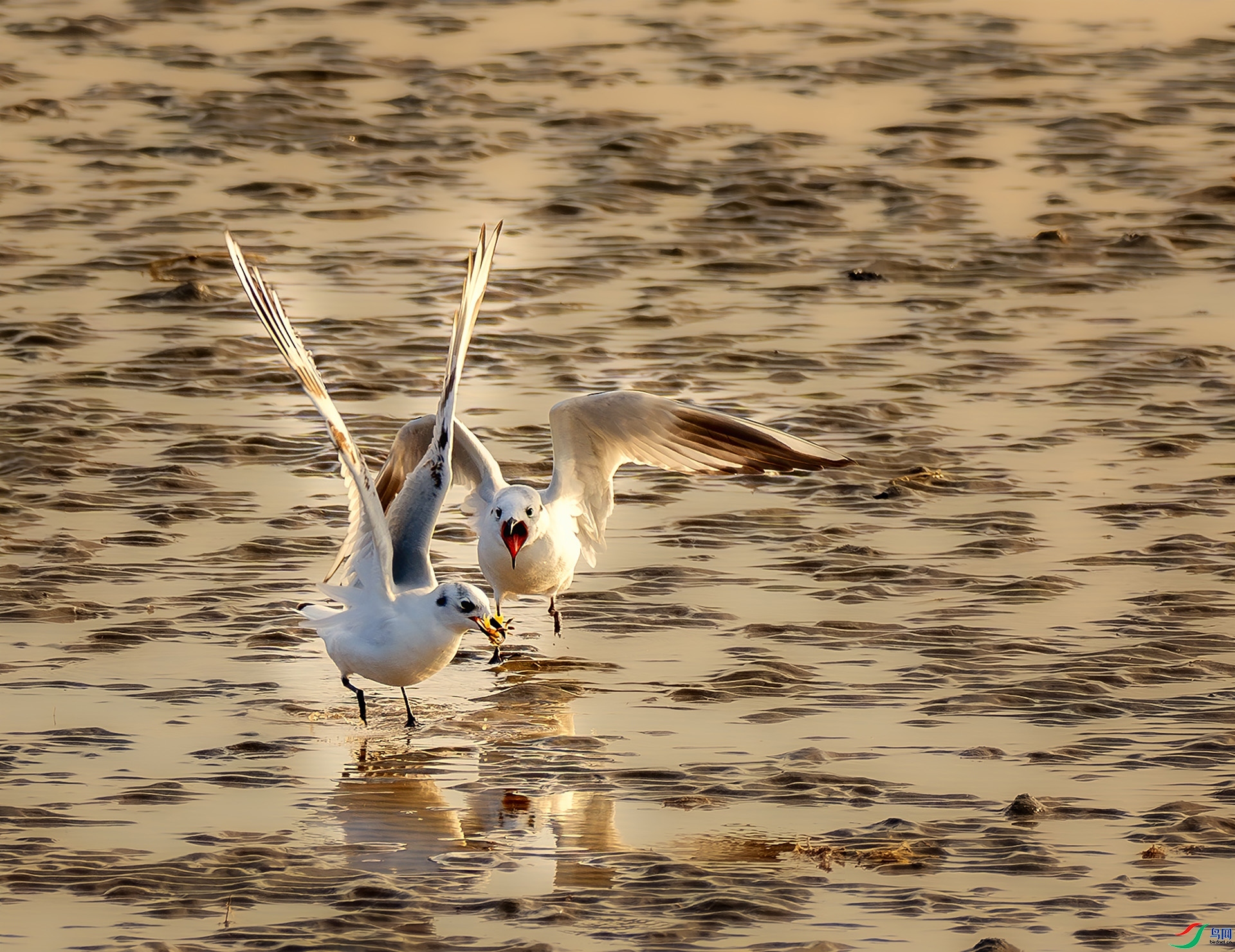 ��ʳ ����bartonmao����  ����.jpeg