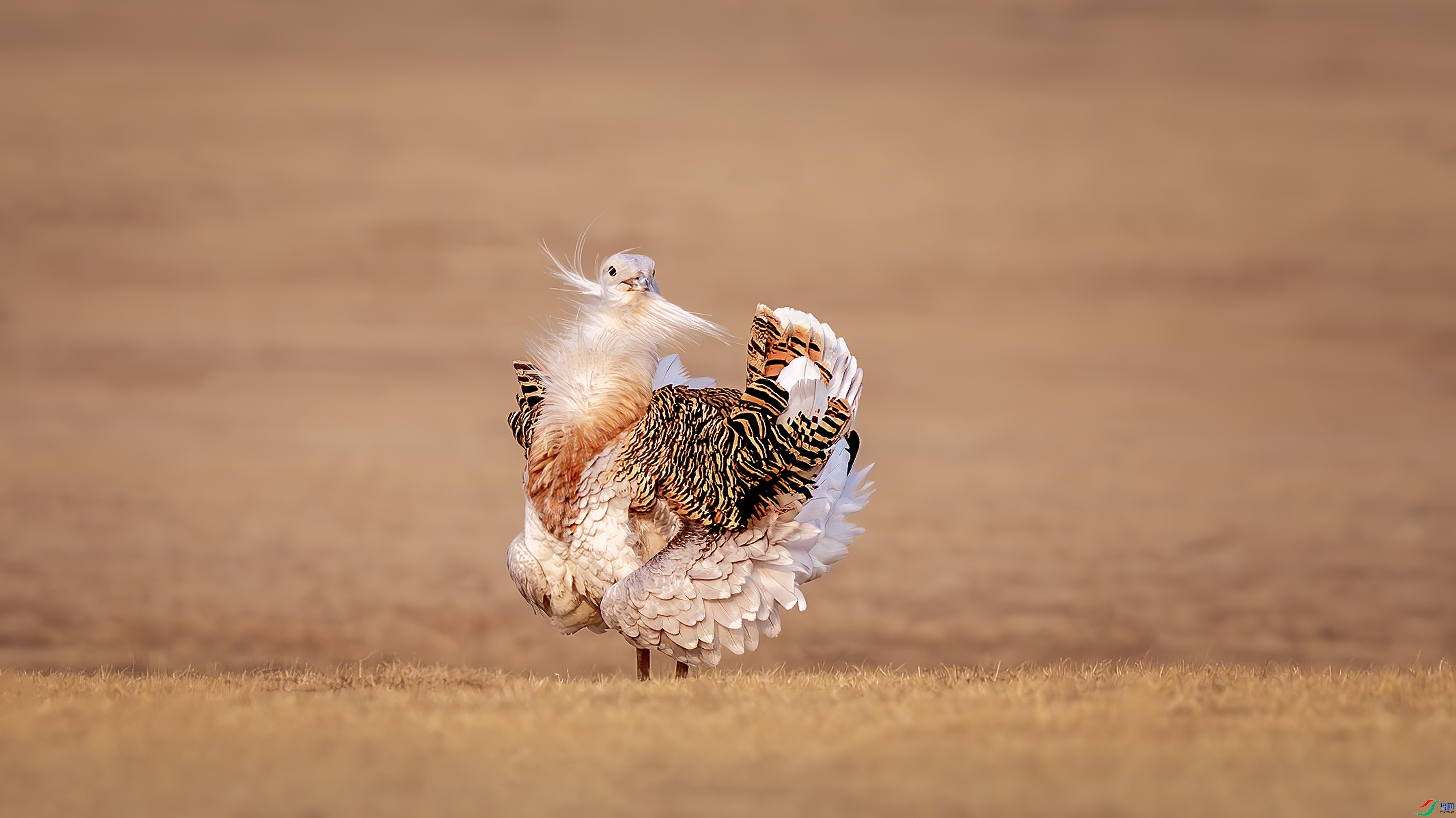 ��Ա�������� ��𱡷��һ��.jpg