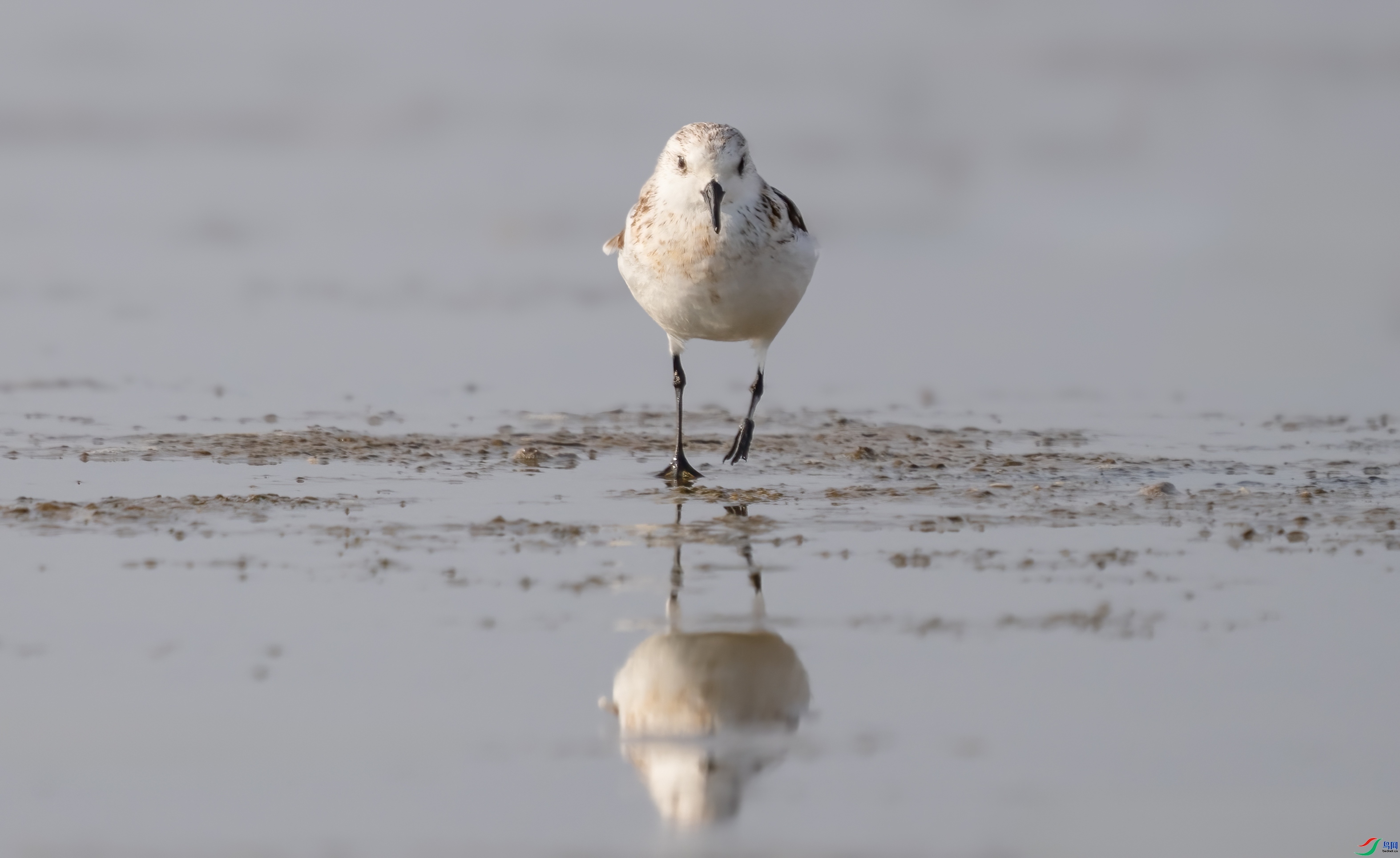 ӭ����������ֺ��  ���� С�׺� ����.jpg