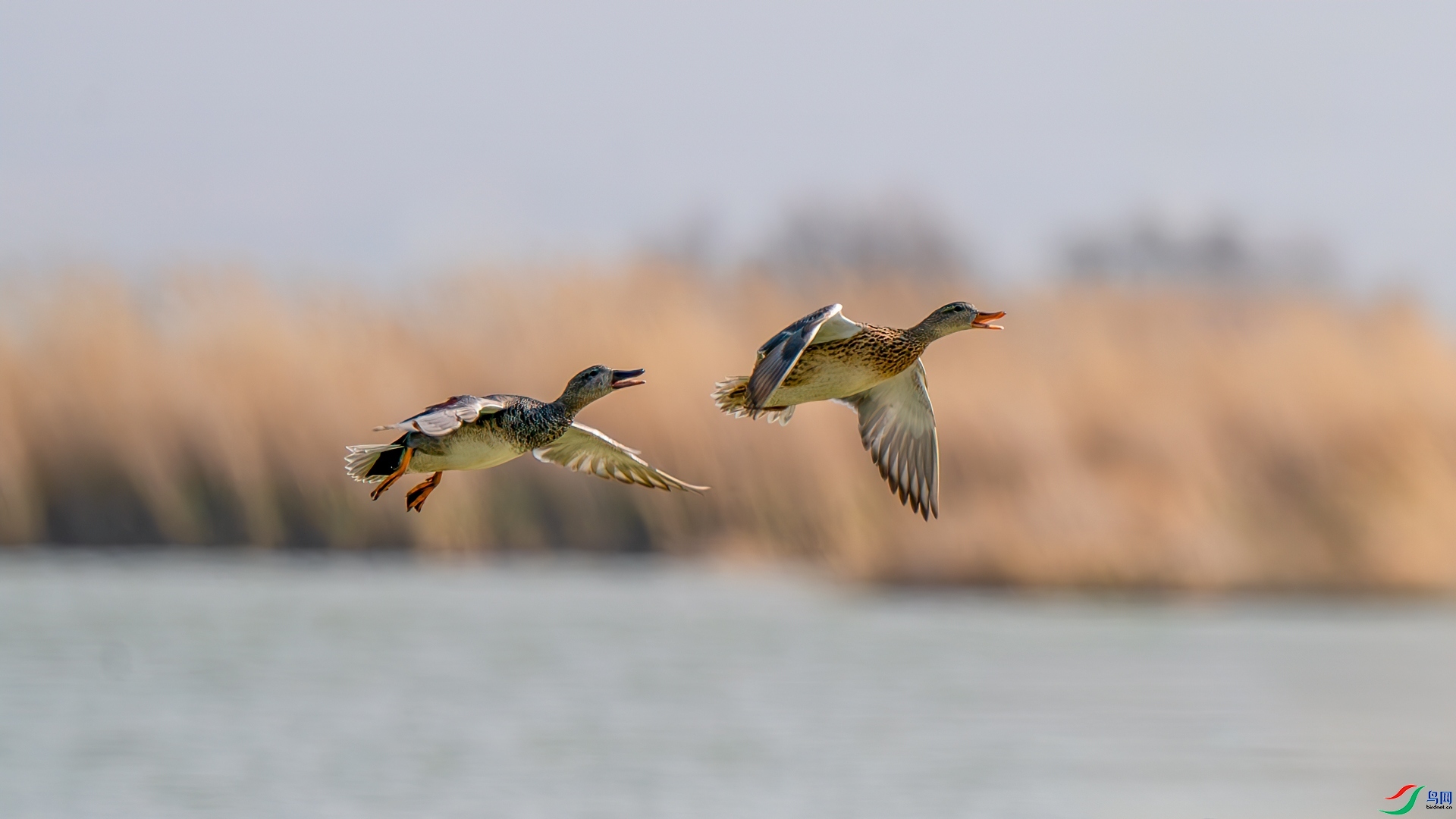 �򳪸��� ���� �������� ����.jpg