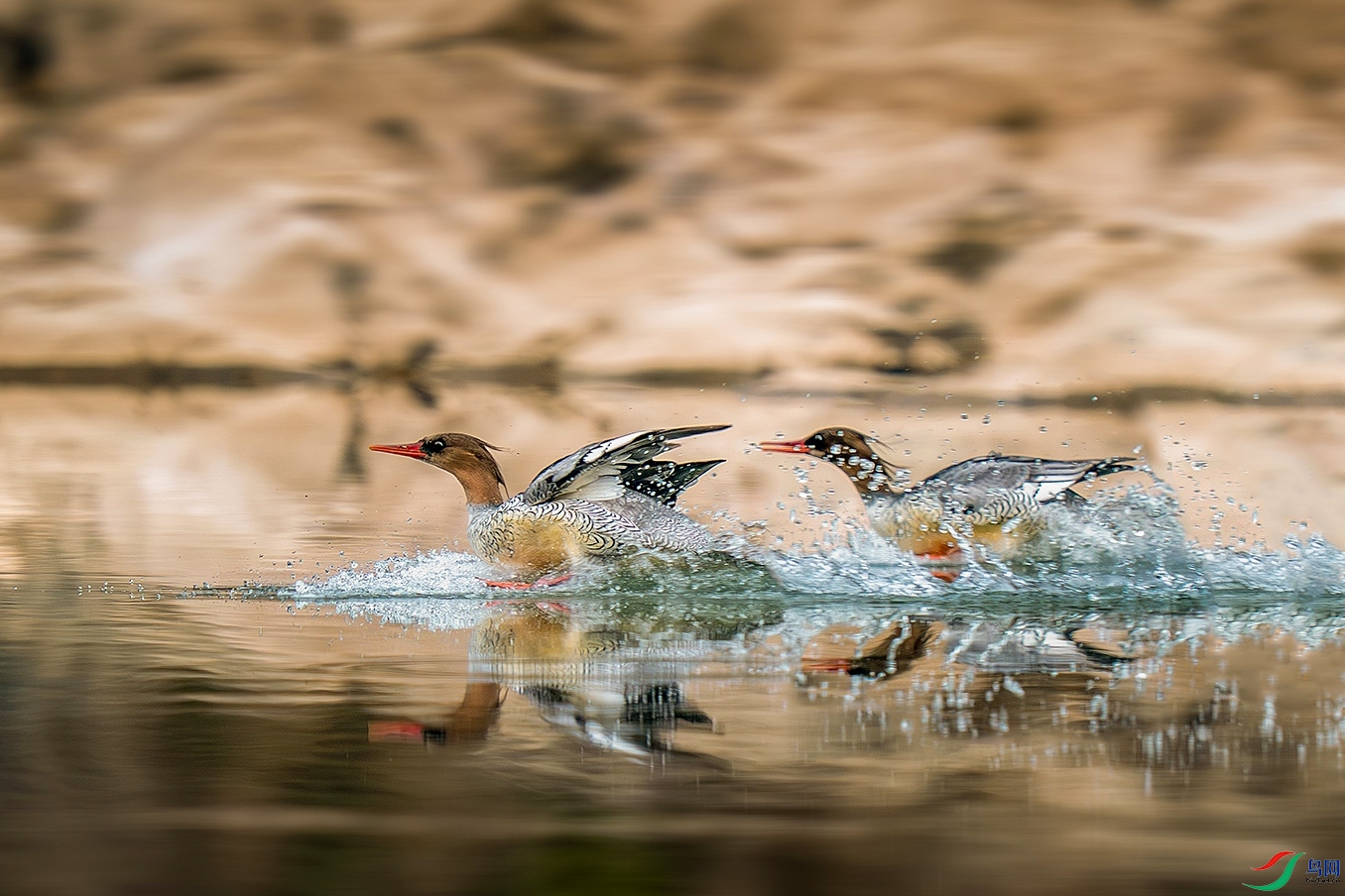 204244s2xlz102es3shx3l ��������.jpg