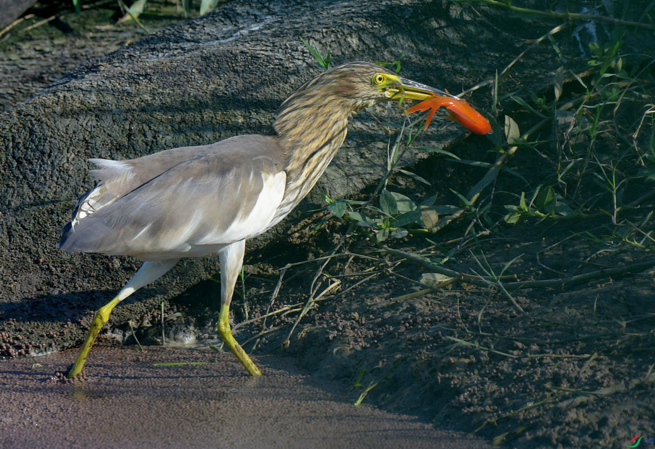 DSC_7032.jpg