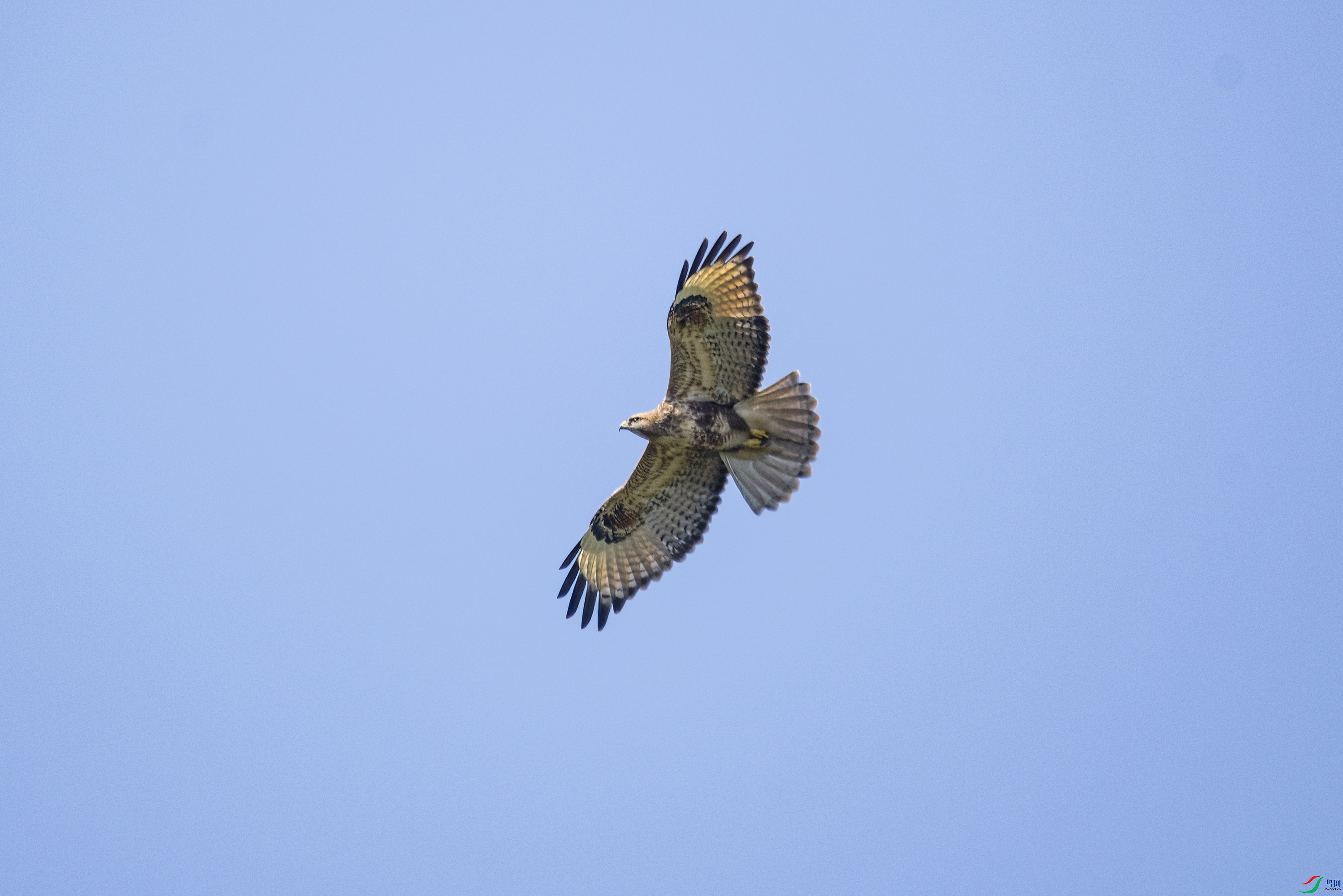 DSC_9009-DeNoiseAI-low-light.jpg