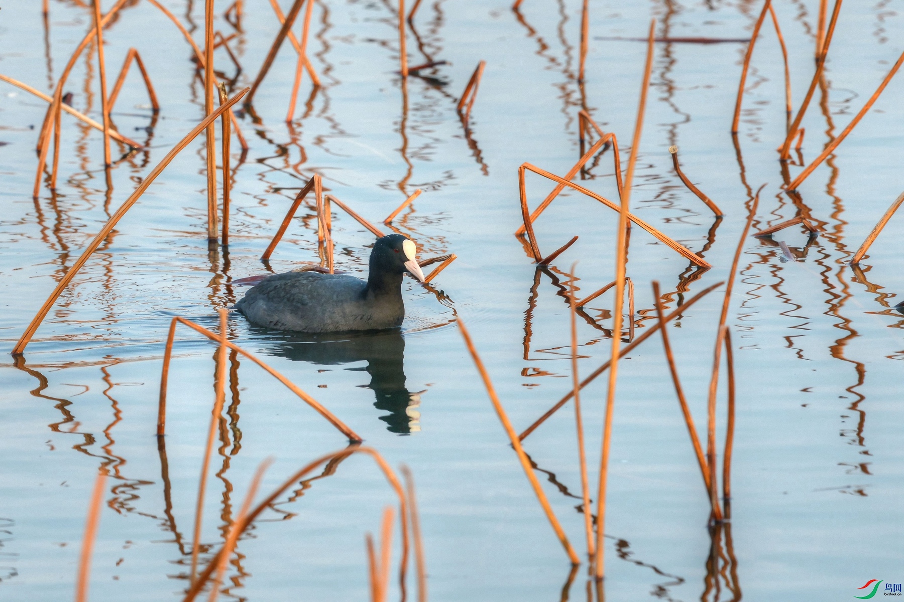 DSC_2394_�Թ�.jpg