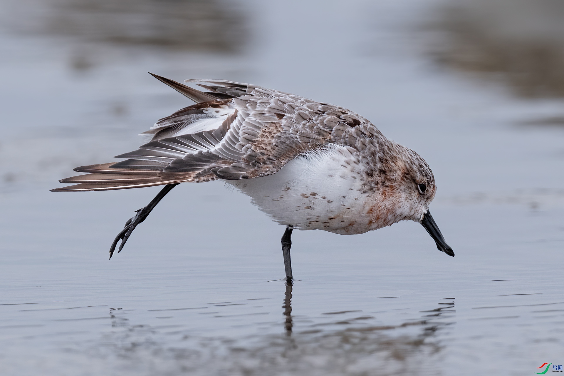 DSC_0077 ����.jpg