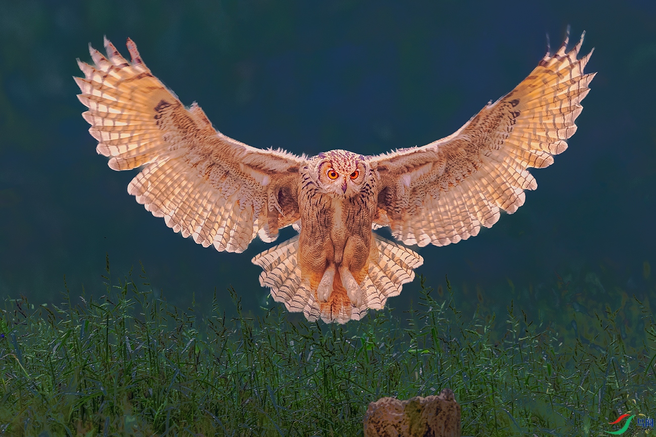 ���^----ֱ���Ʒ�������