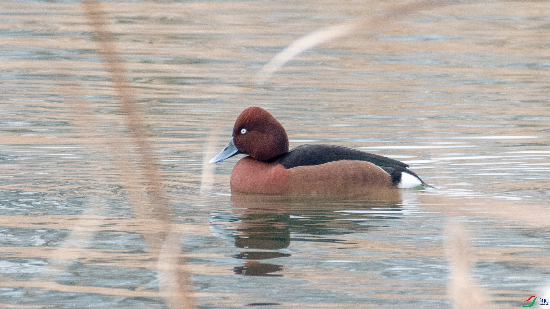 DSC_6915.jpg