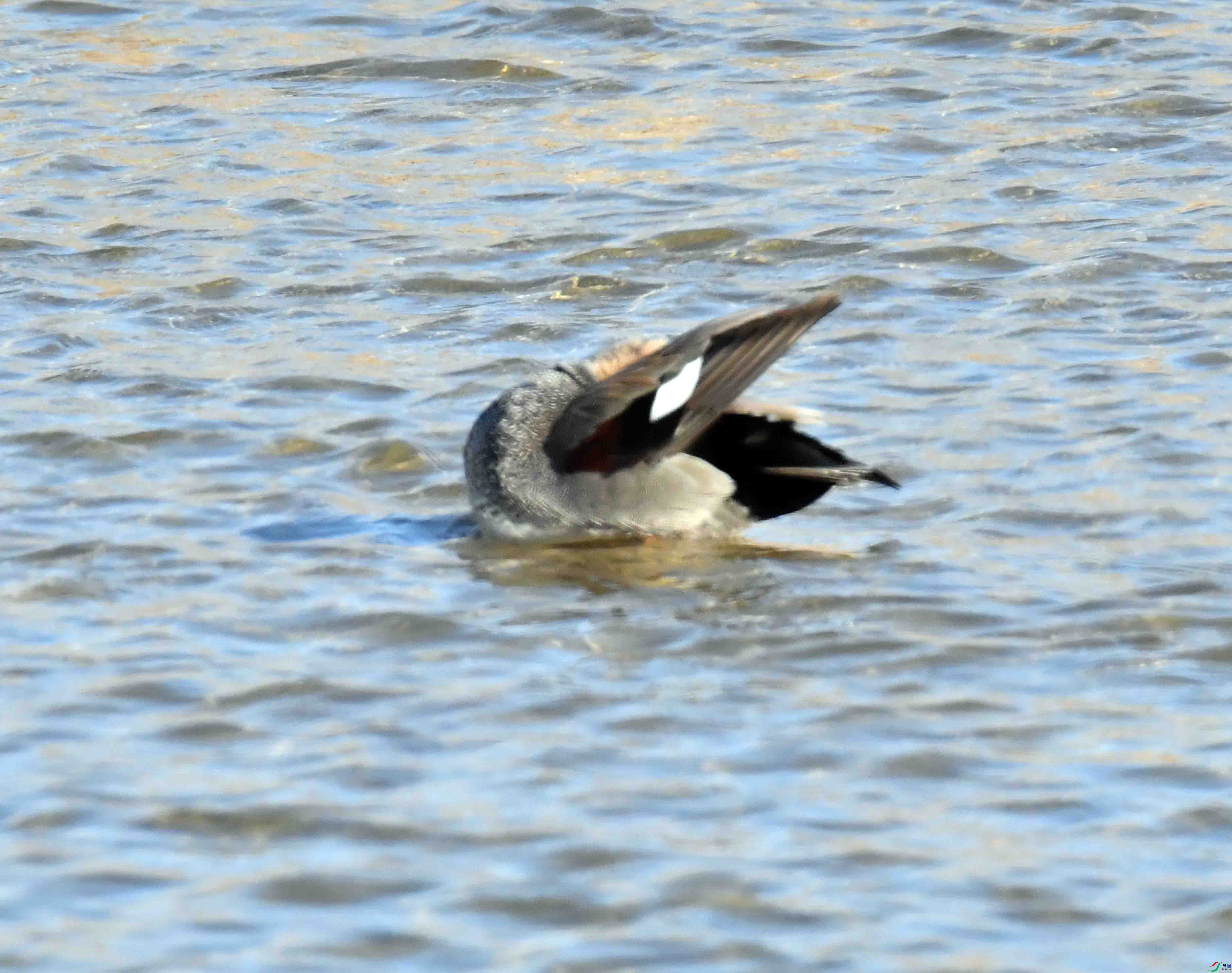 DSC_8620.JPG