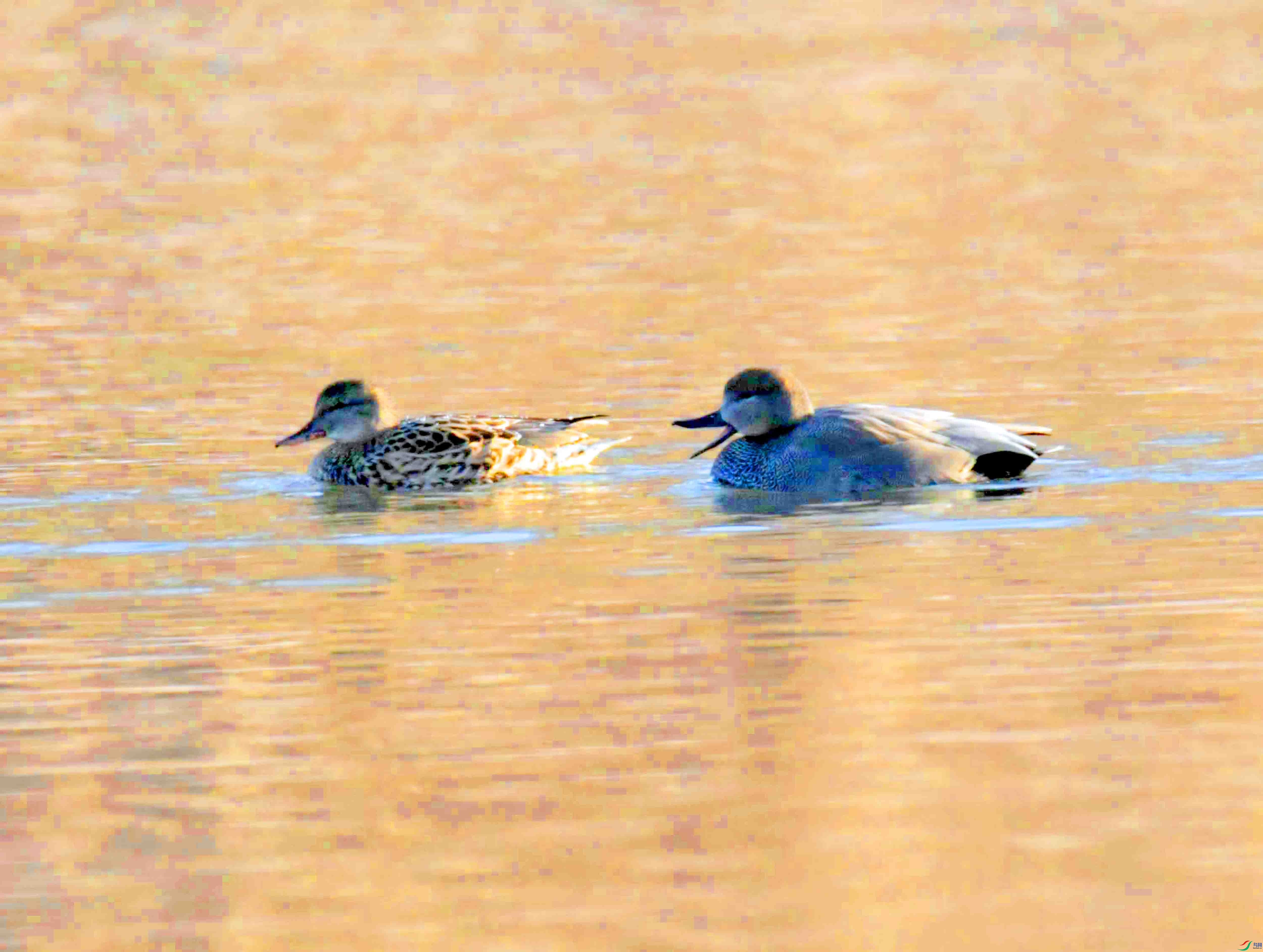 DSC_8827.JPG