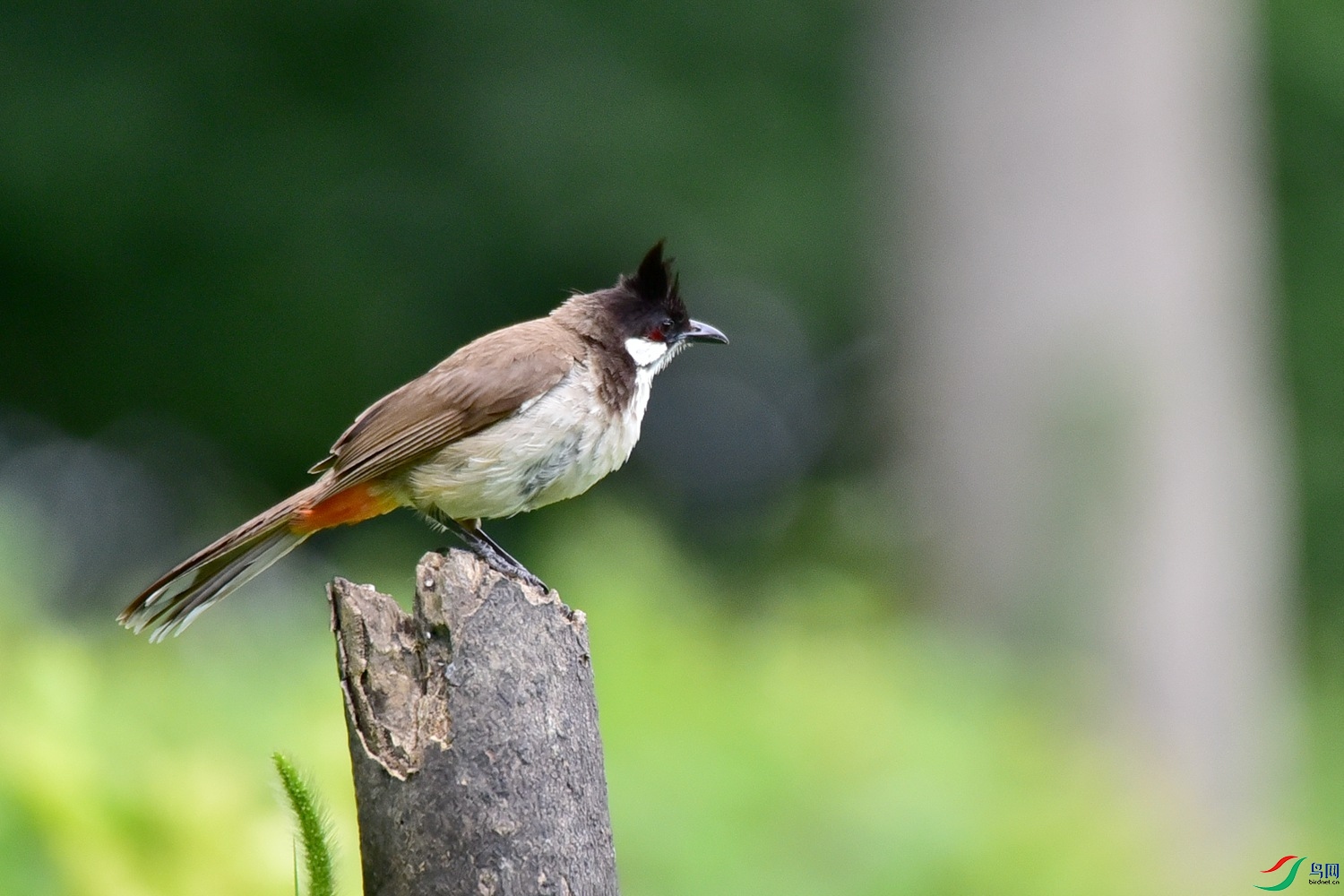 DSC_4181.JPG
