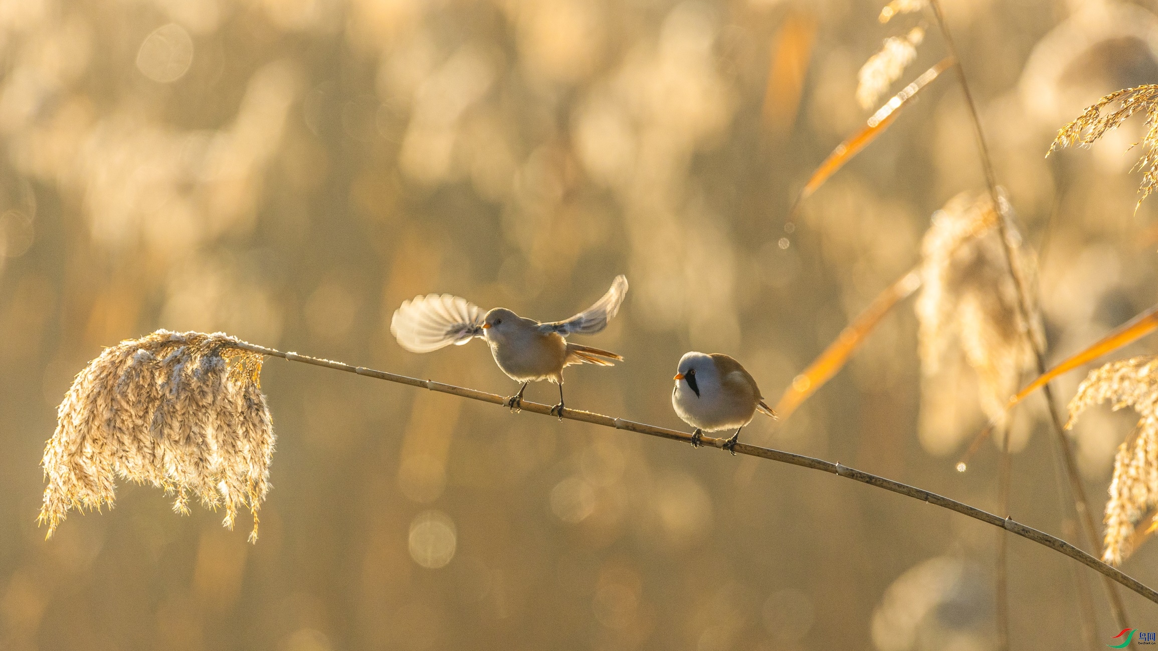 1K3A0225 ����1.jpg