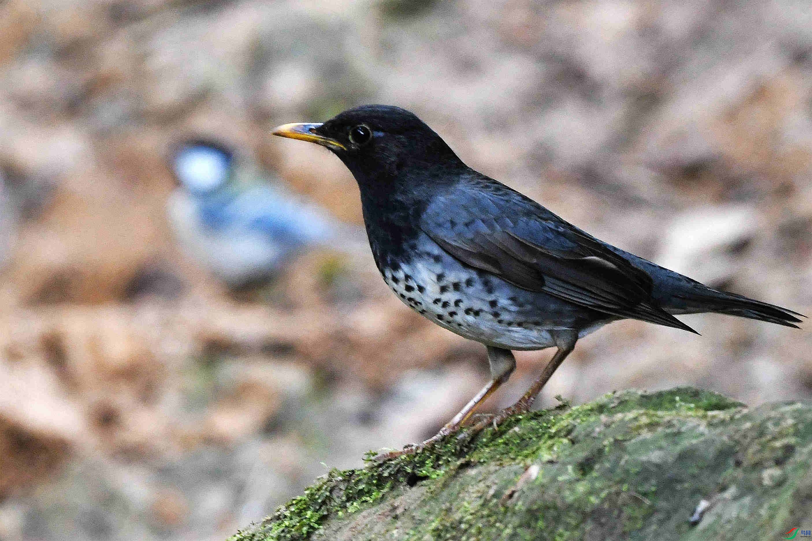 DSC_3370_����.jpg