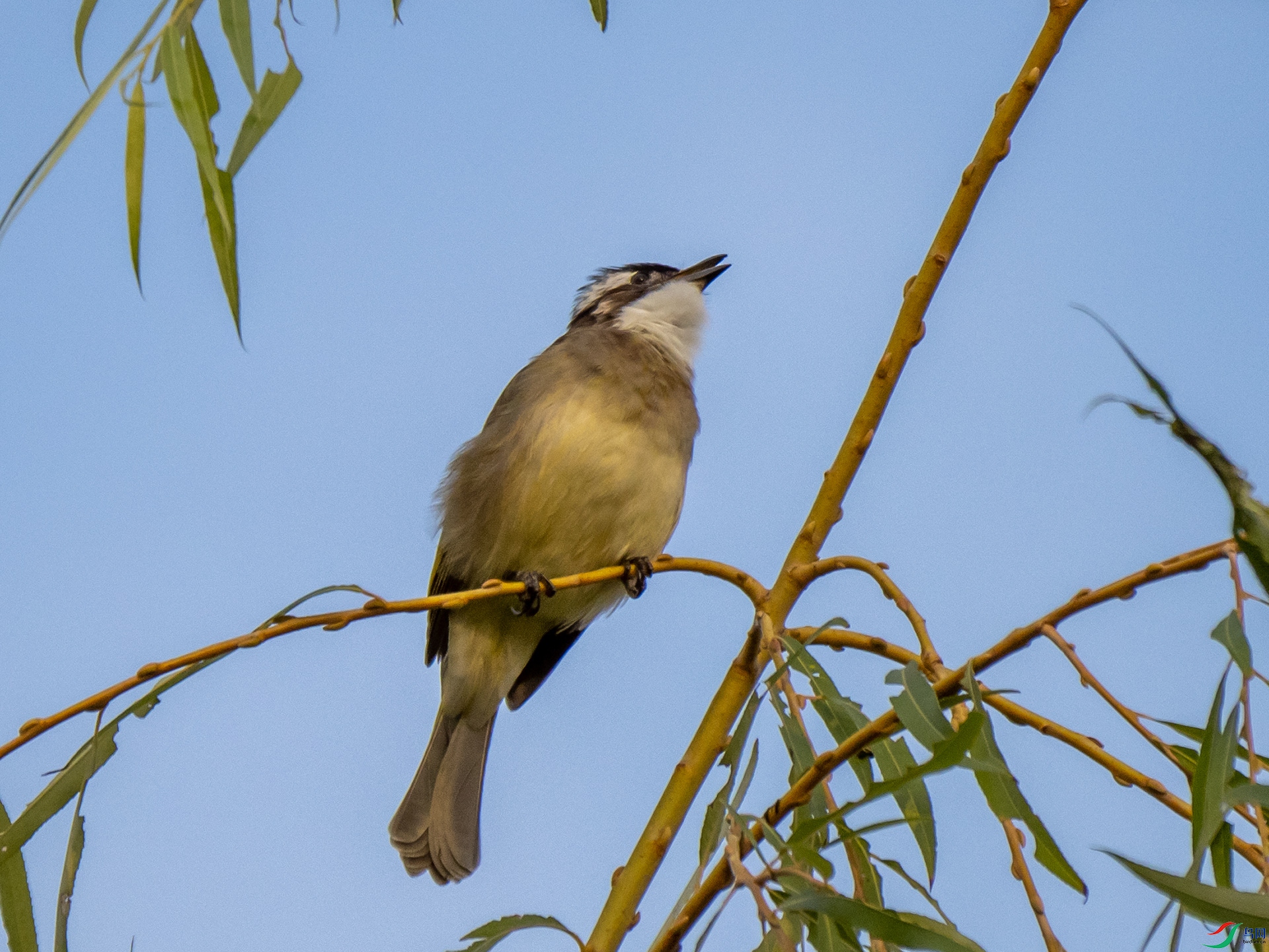 PA100145.jpg