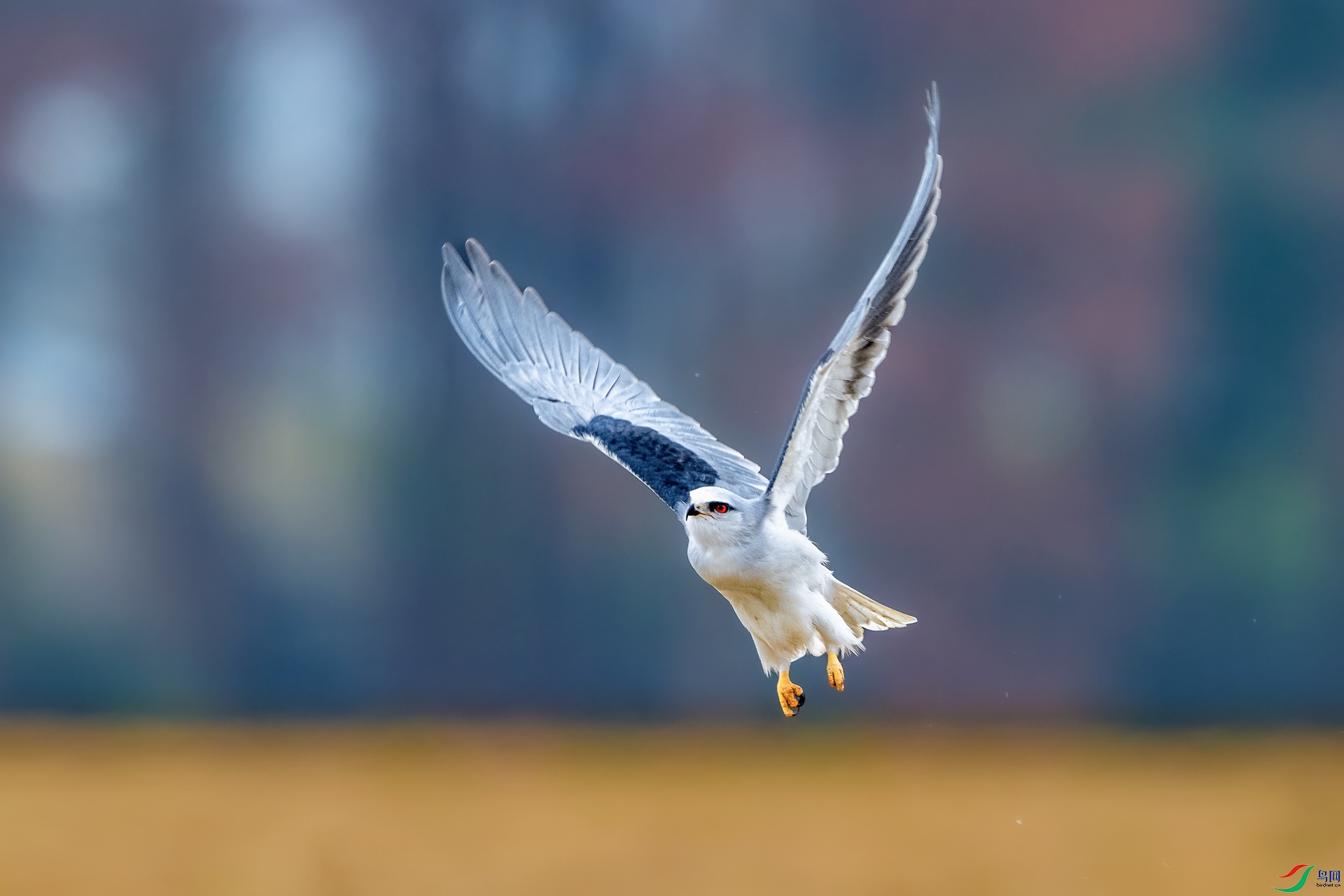 DSC_0351 ����.jpg