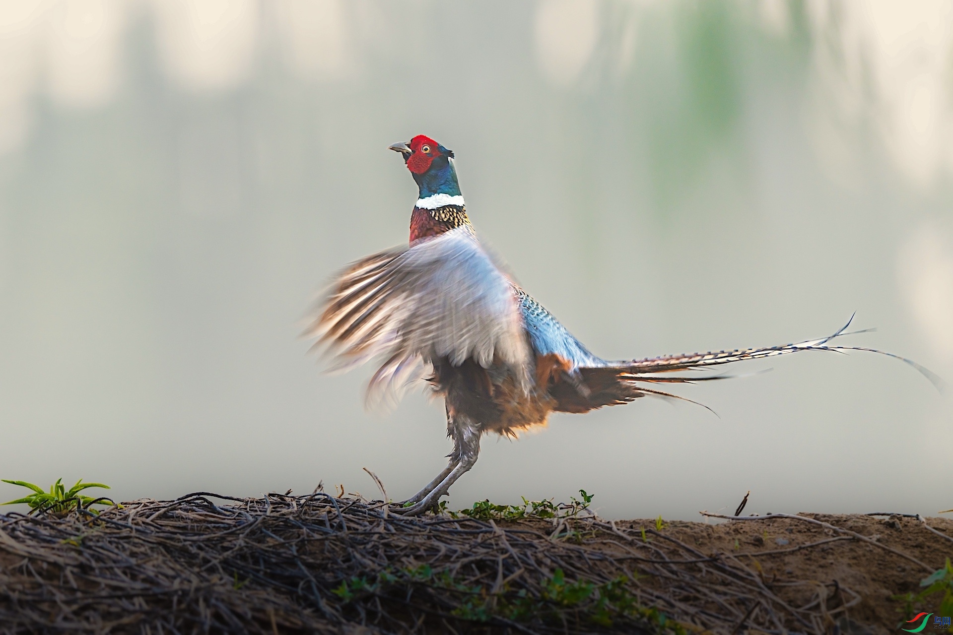 1_XXI4043-1 ����.jpeg