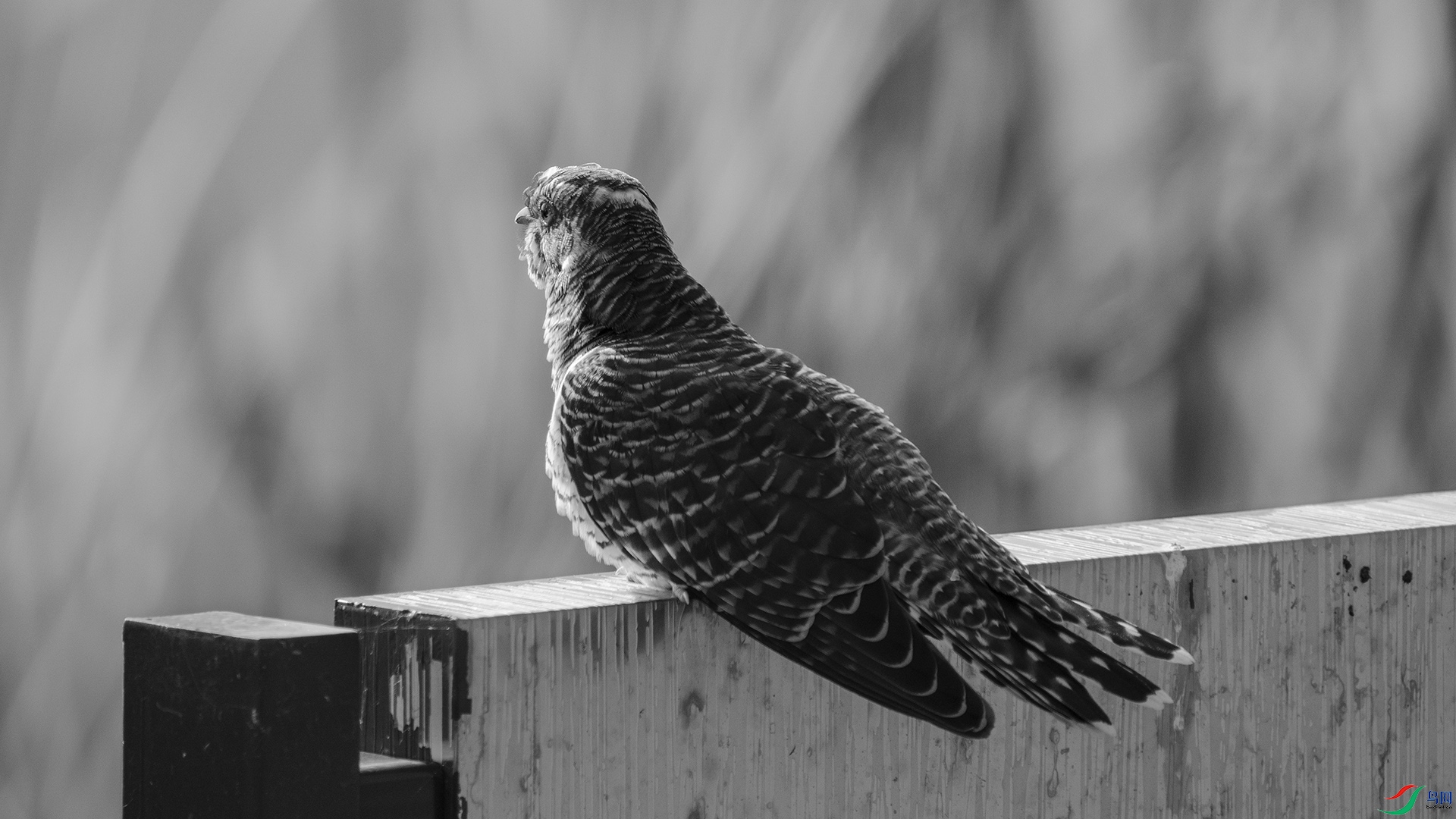 DSC02838 ����.jpg