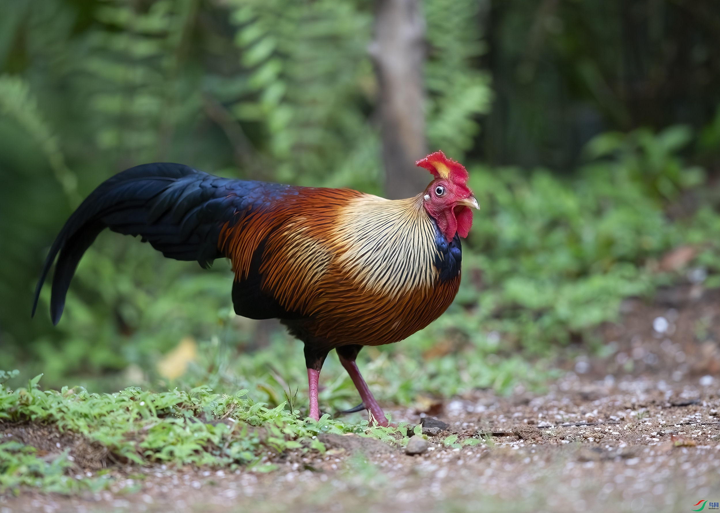 AC3I0211-����ǿ-NR ����.jpg