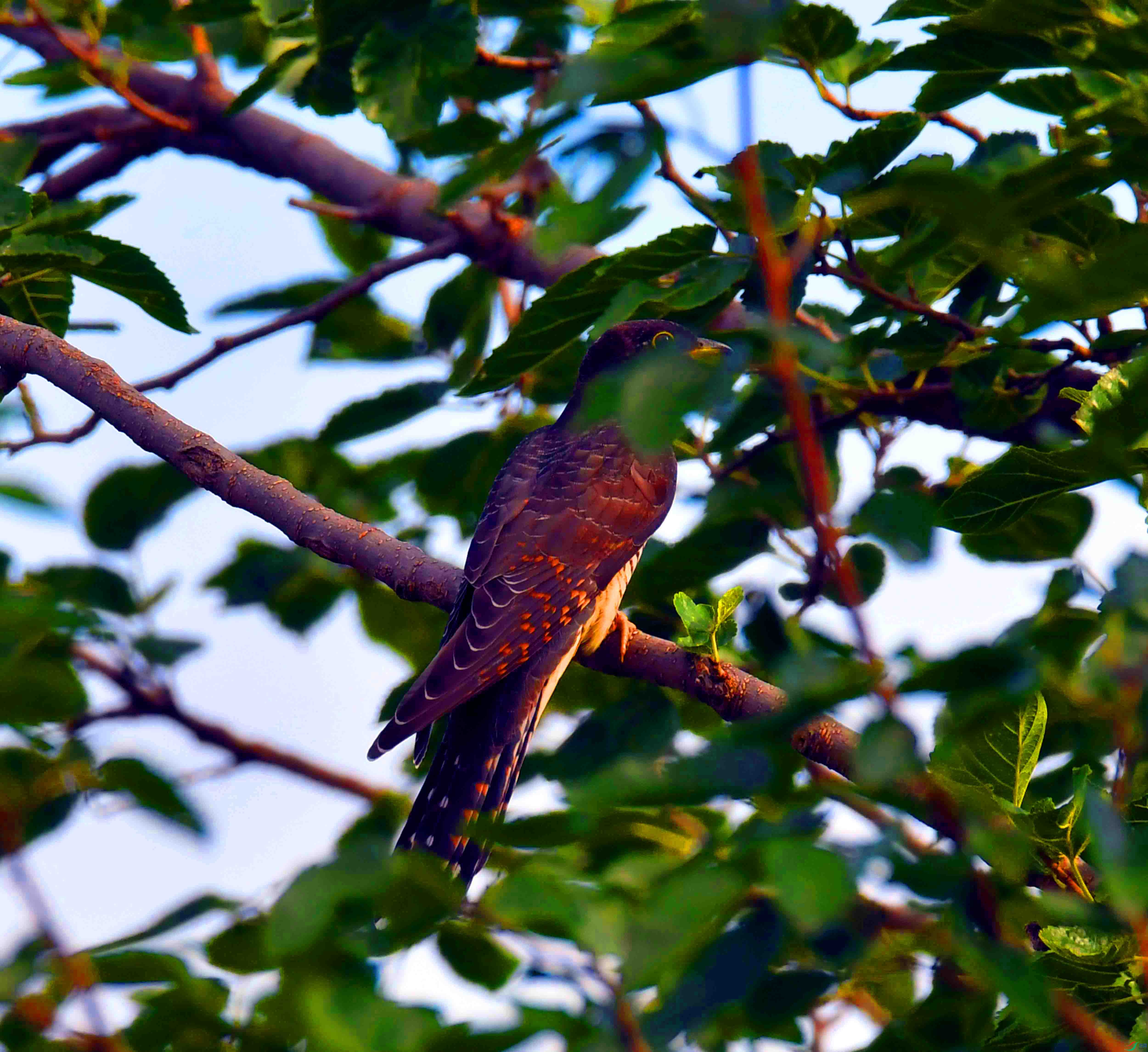 DSC_5137.JPG