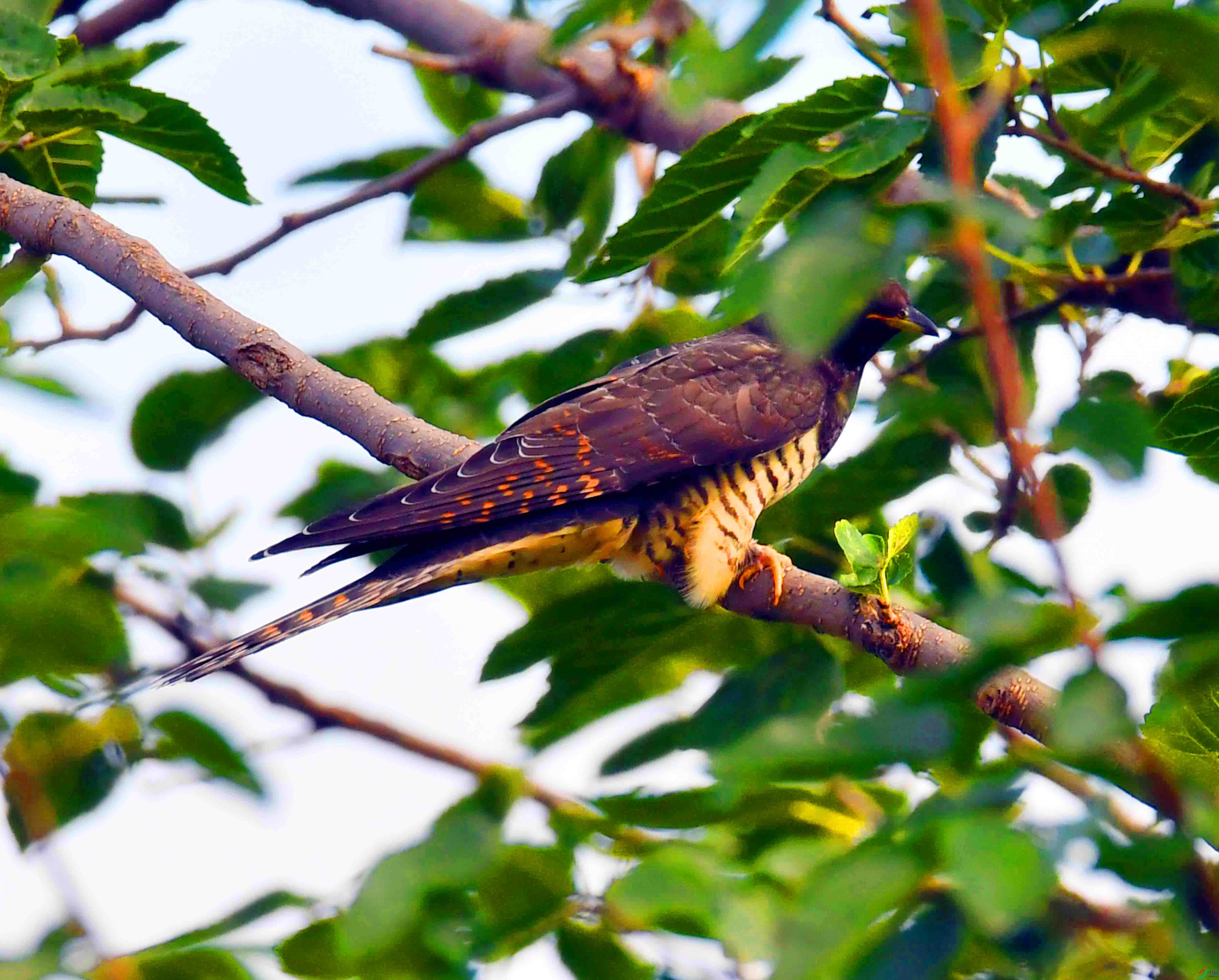 DSC_5139.JPG