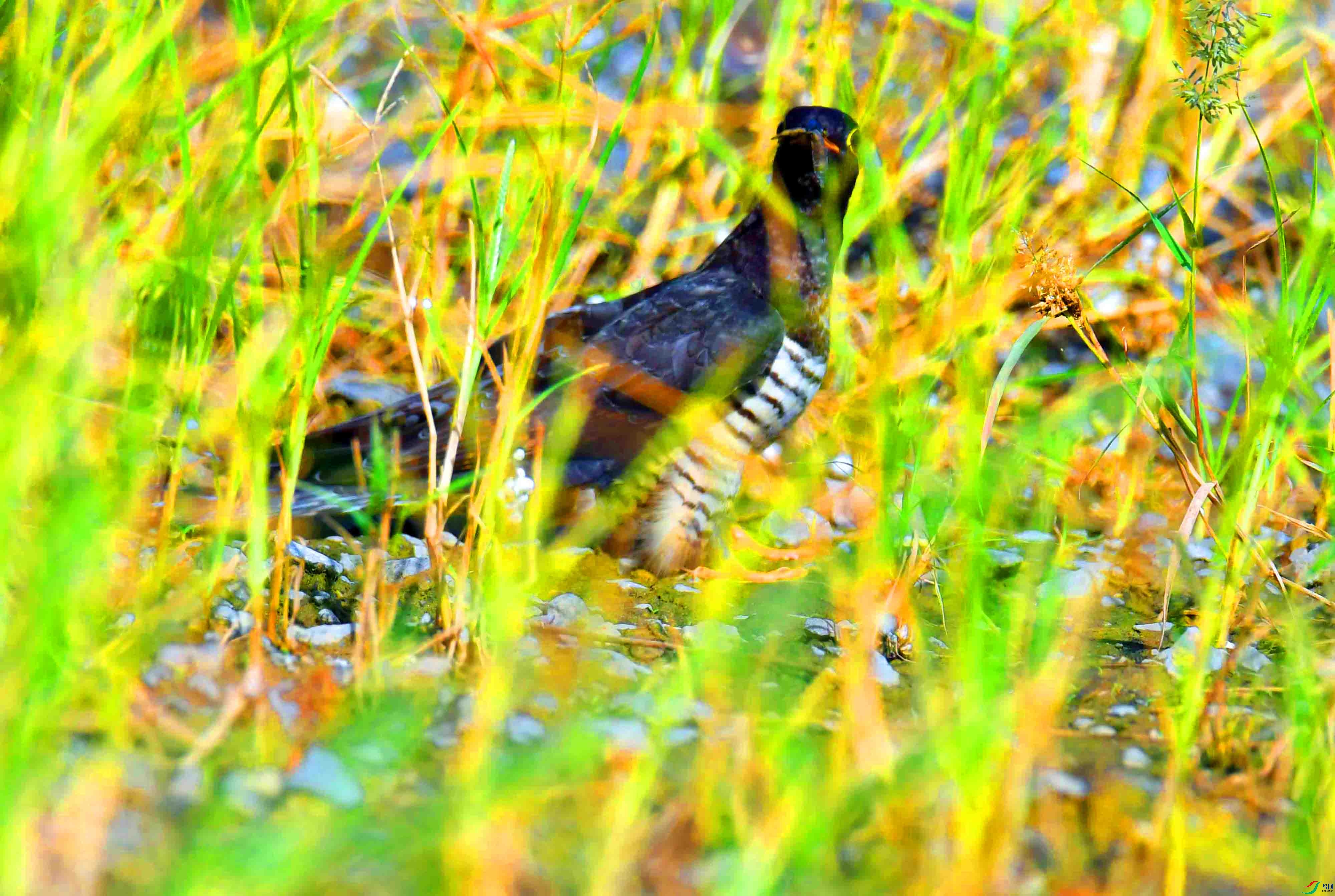 DSC_5176.JPG