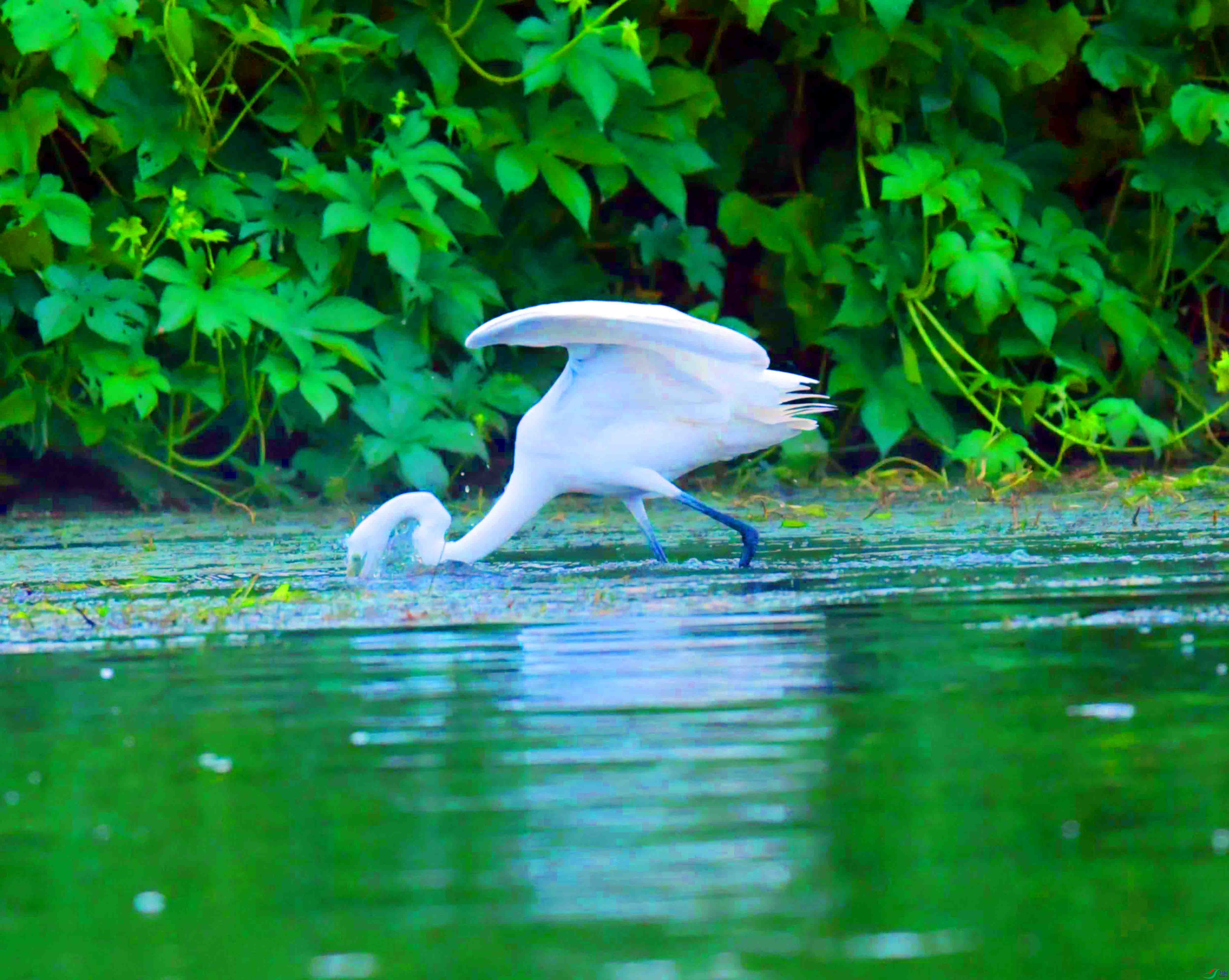 DSC_4889.JPG