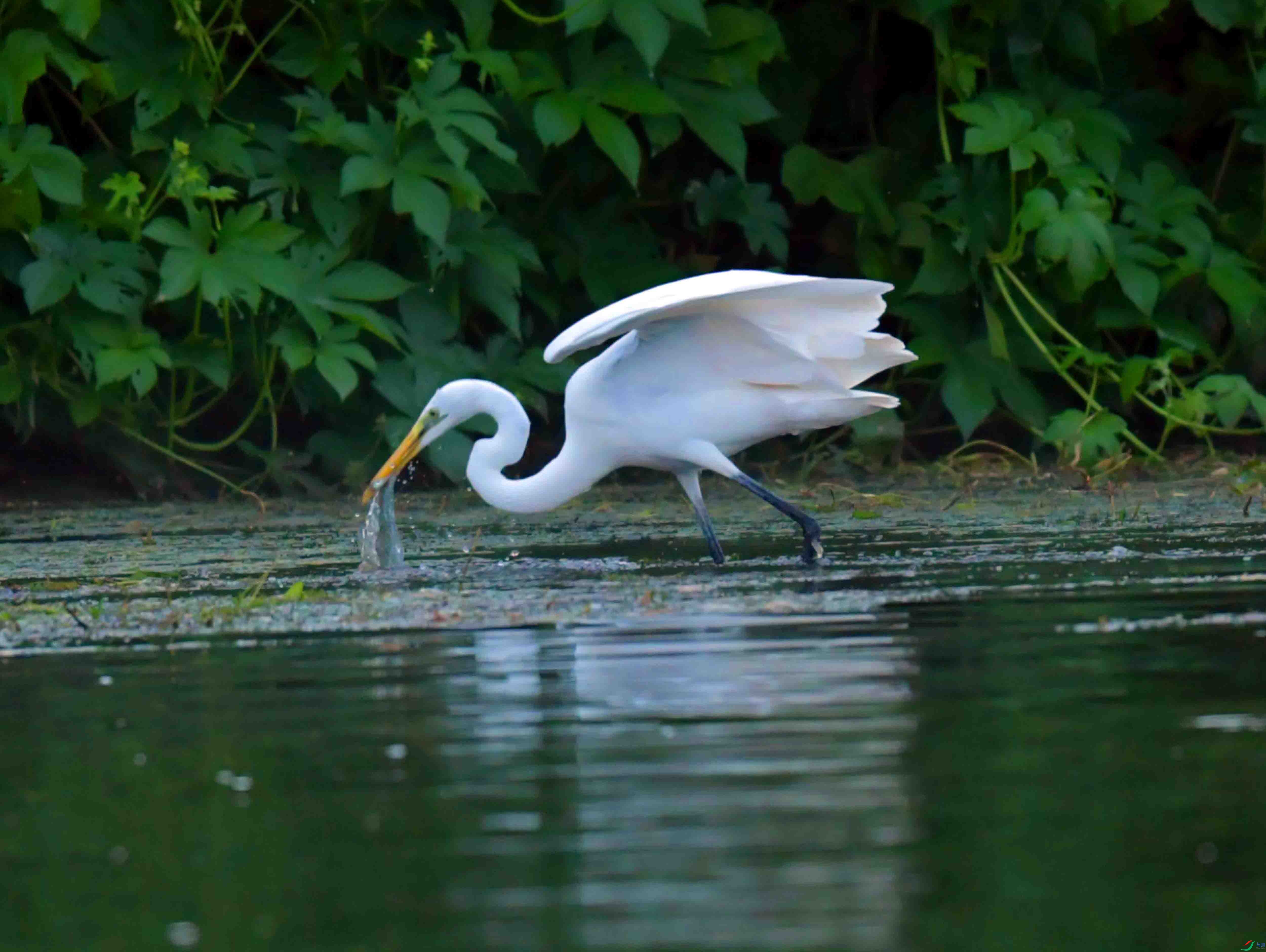 DSC_4890.JPG