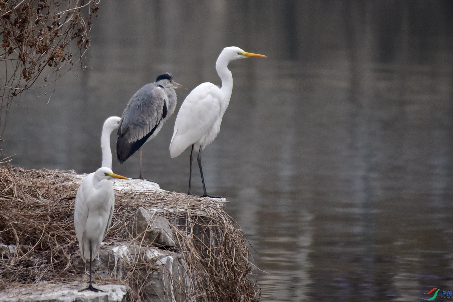 DSC_7374.JPG
