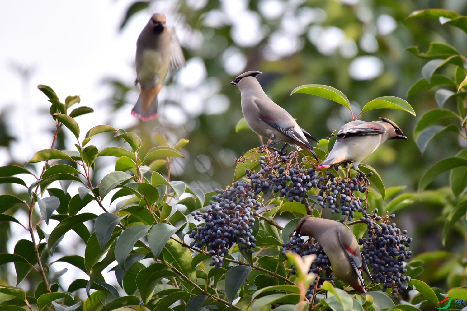 DSC_7183.JPG