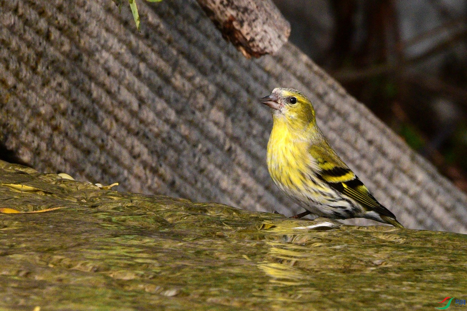 DSC_6211.JPG