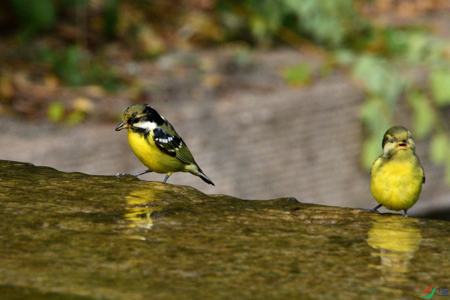 DSC_6446.JPG