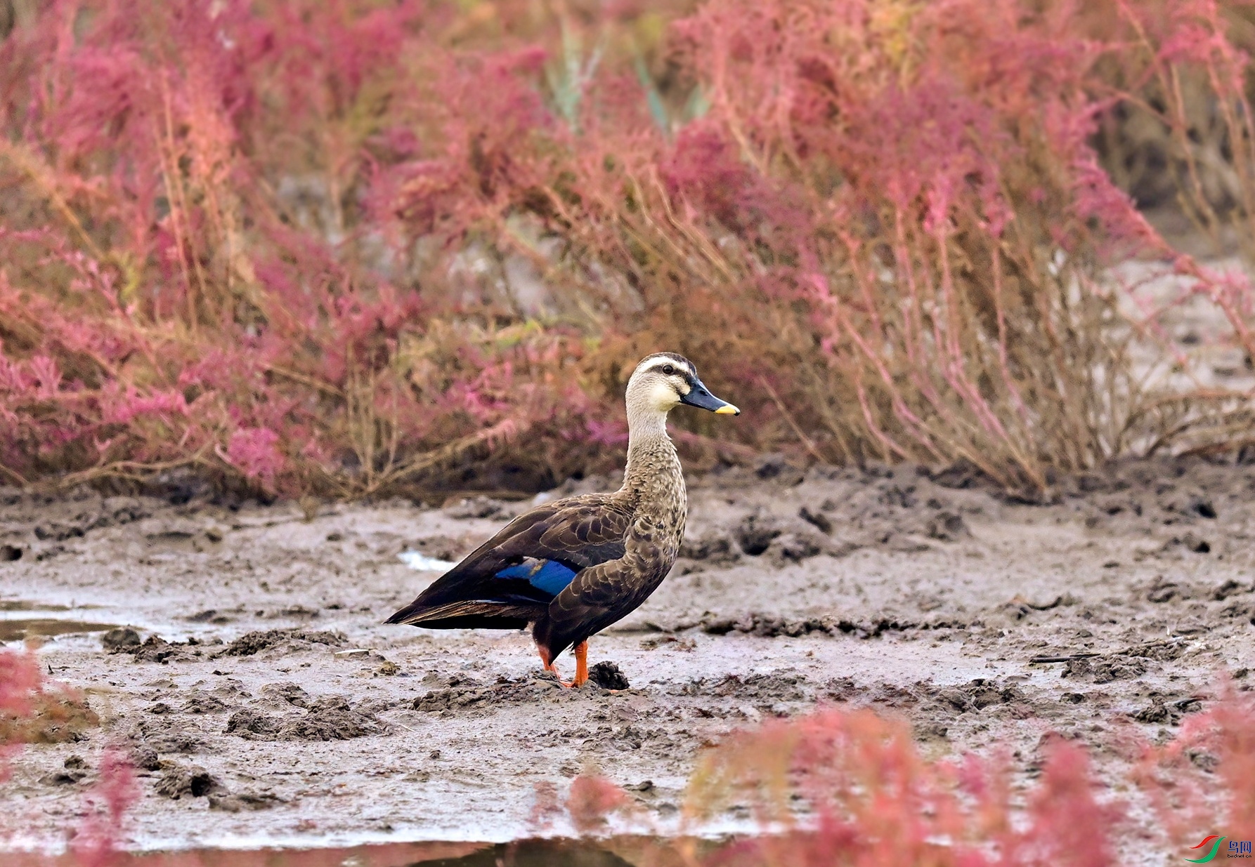_DSC9977f.jpg