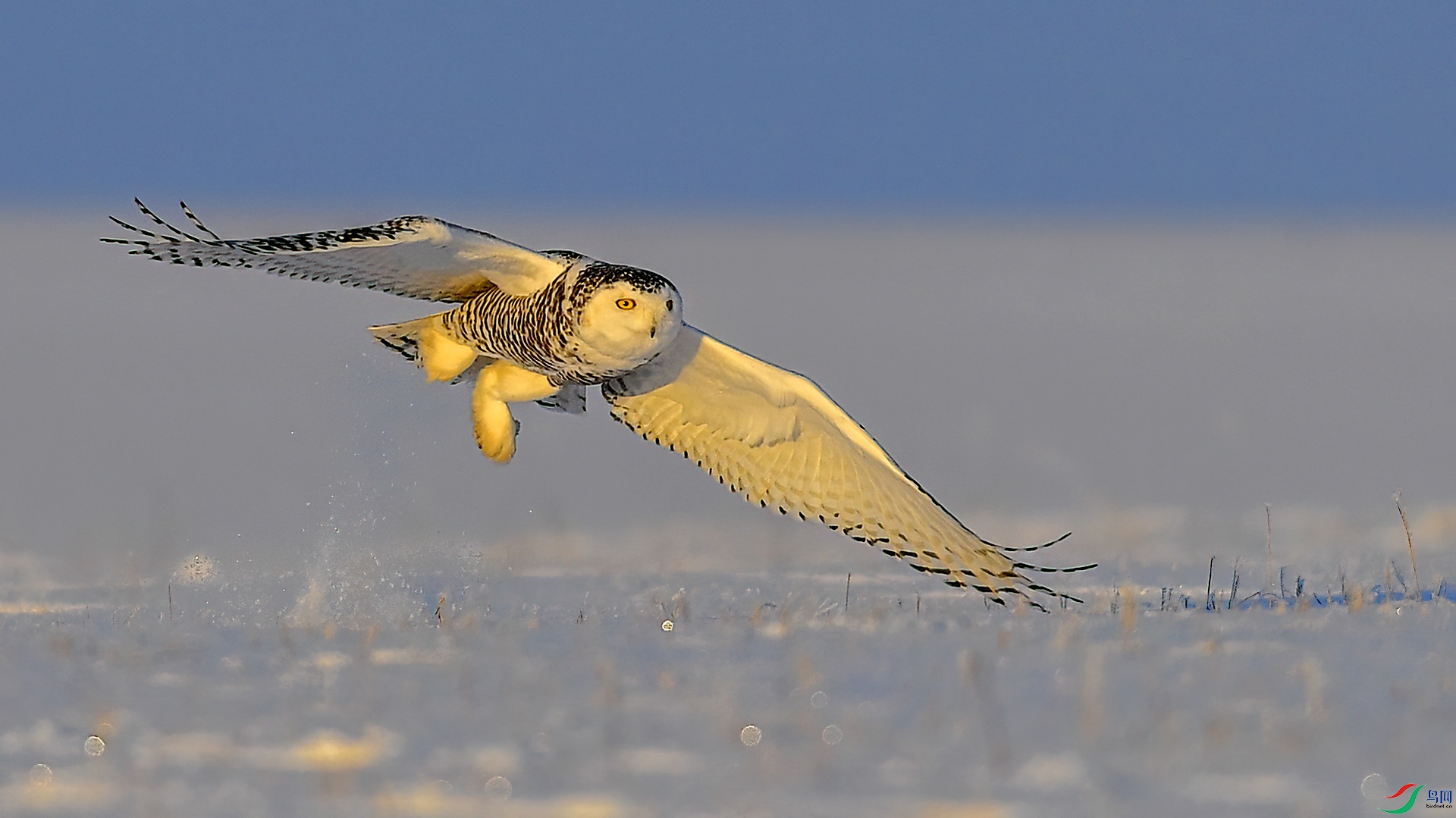 DSC_7nm636.jpg