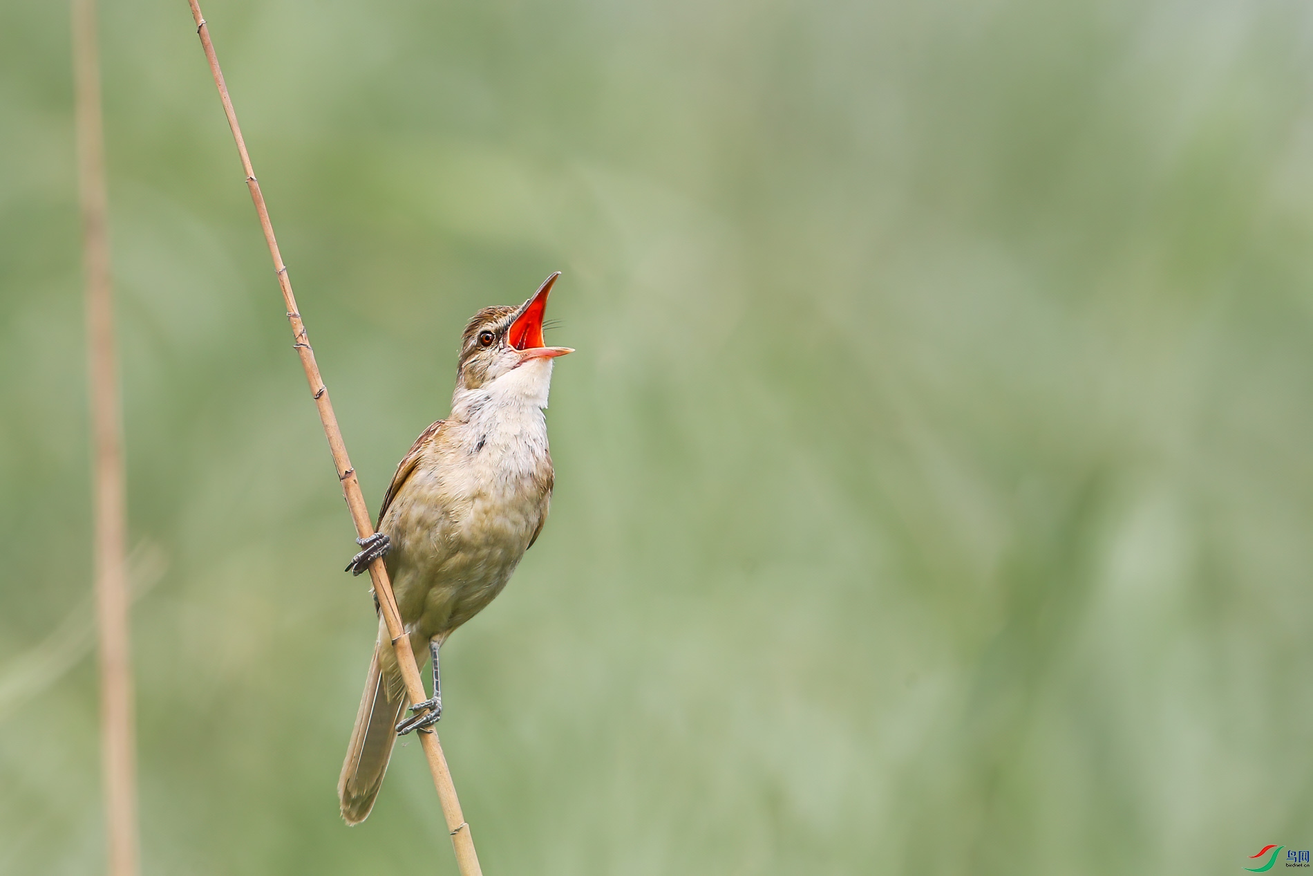 AQ4P1361-1.jpg
