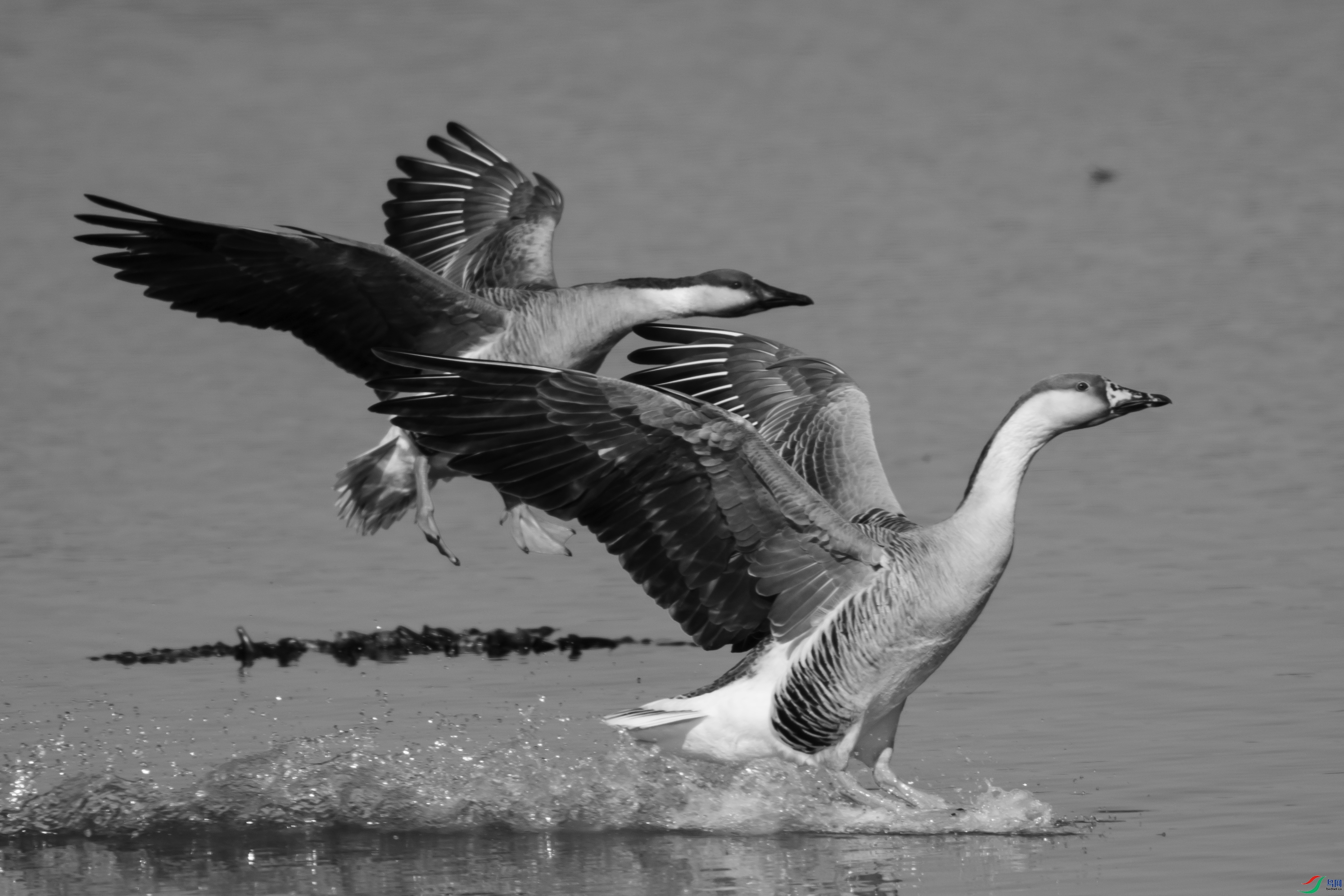 DSC_0804 ����.jpg