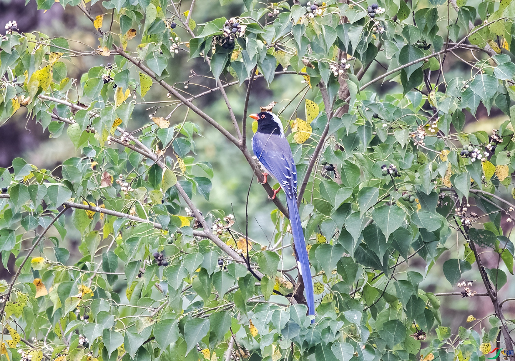 DSC_9347.jpg