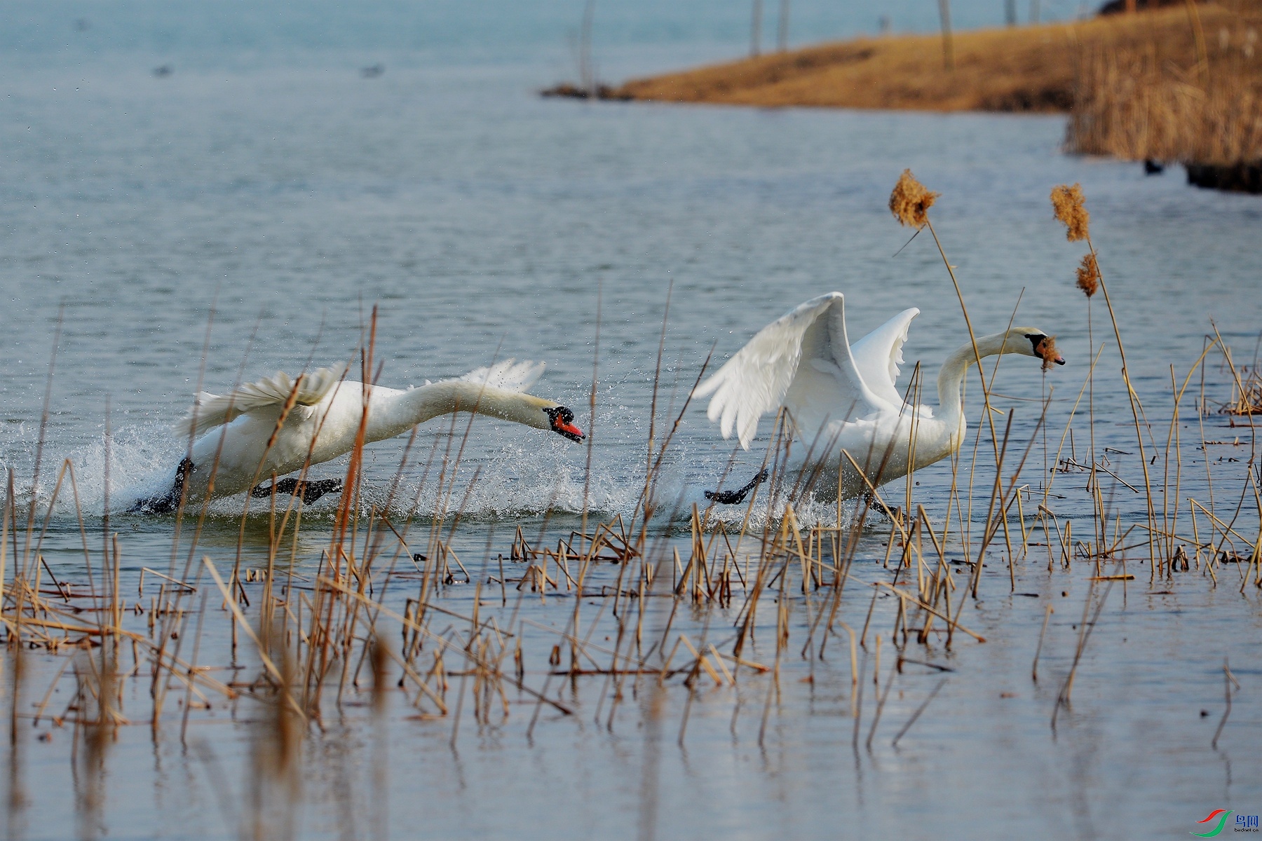 DSC_2312_׷��.jpg