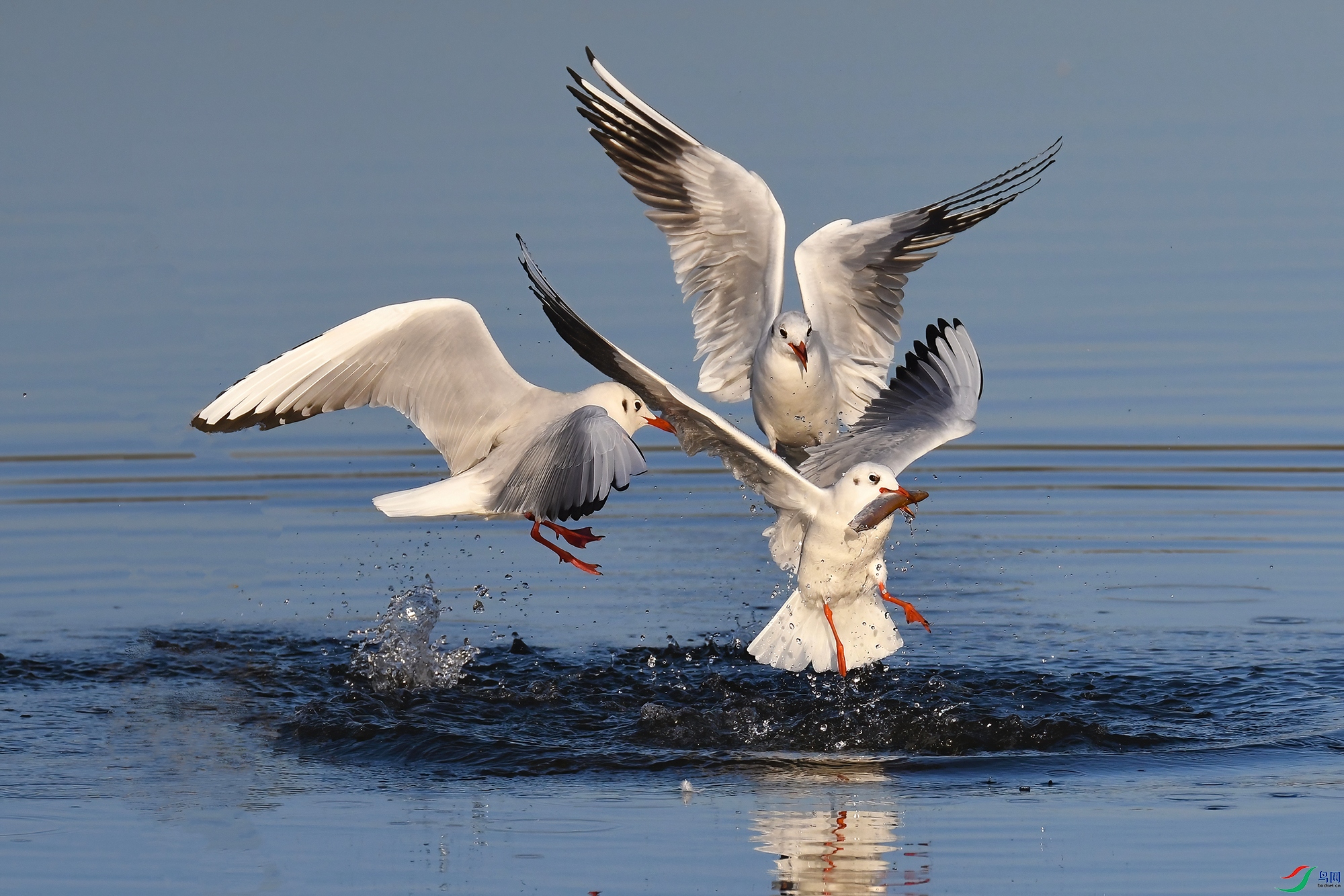 DSC_4401-V.jpg