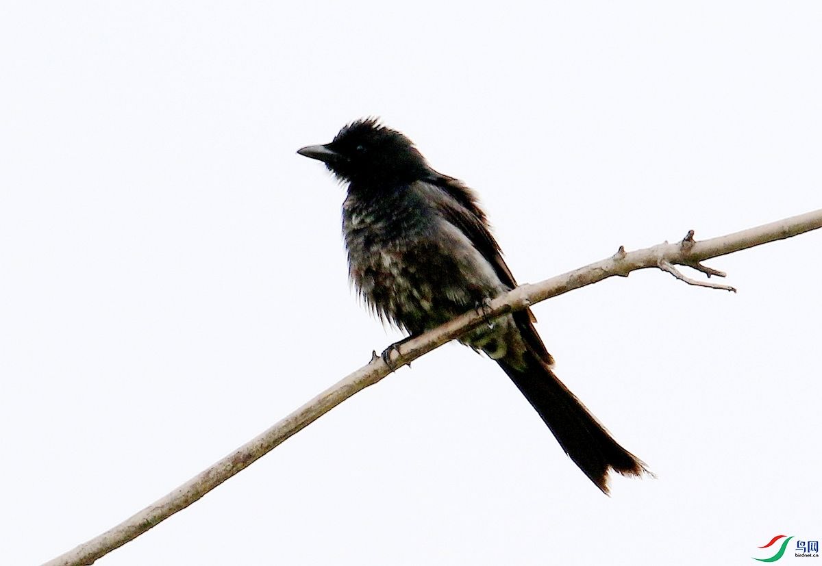 A6223�ھ�β-24.JPG