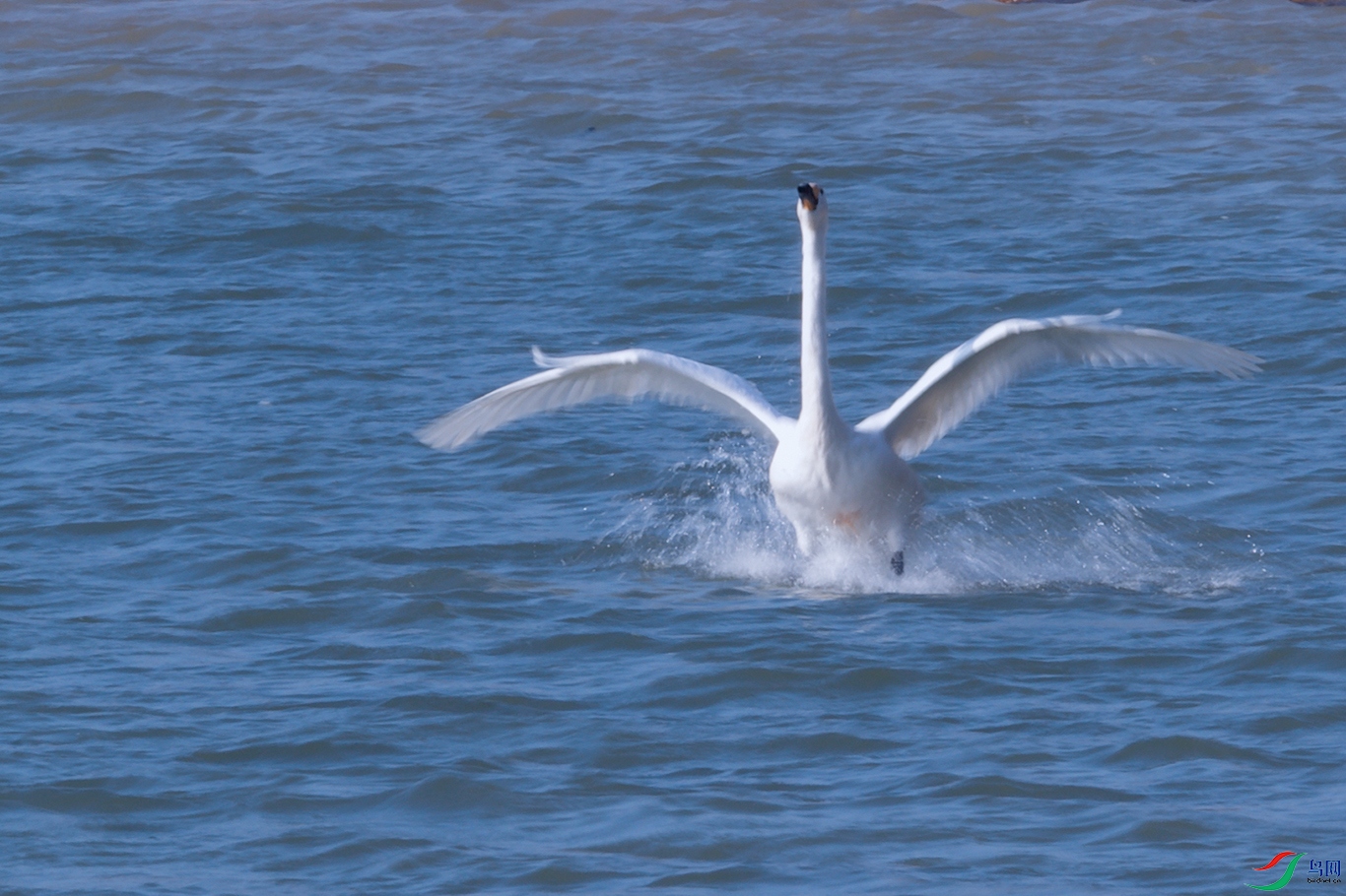 DSC_4425_DxOa.jpg