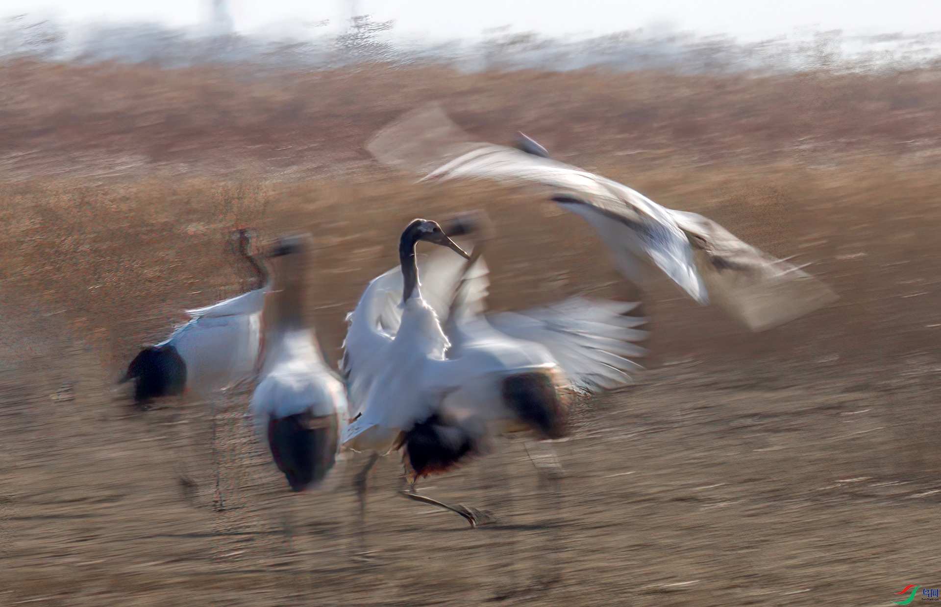 AS7I5028-Sh----1 .jpg