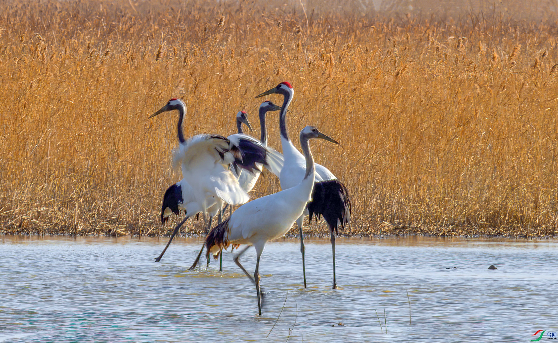 AS7I5144-Sh----1 .jpg