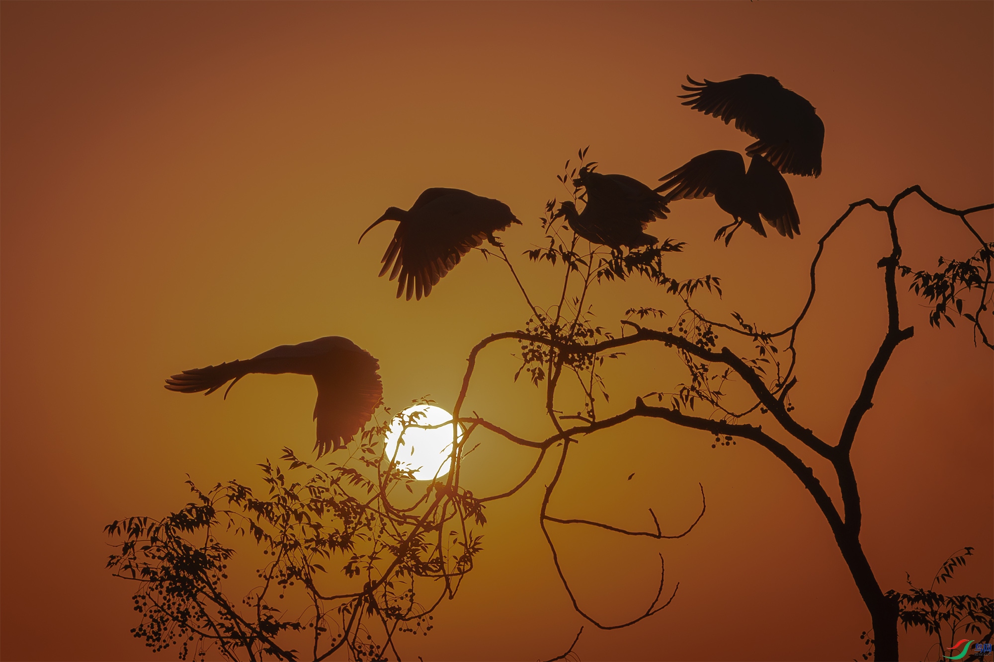 055A4071-����ǿ-NR ����.jpg