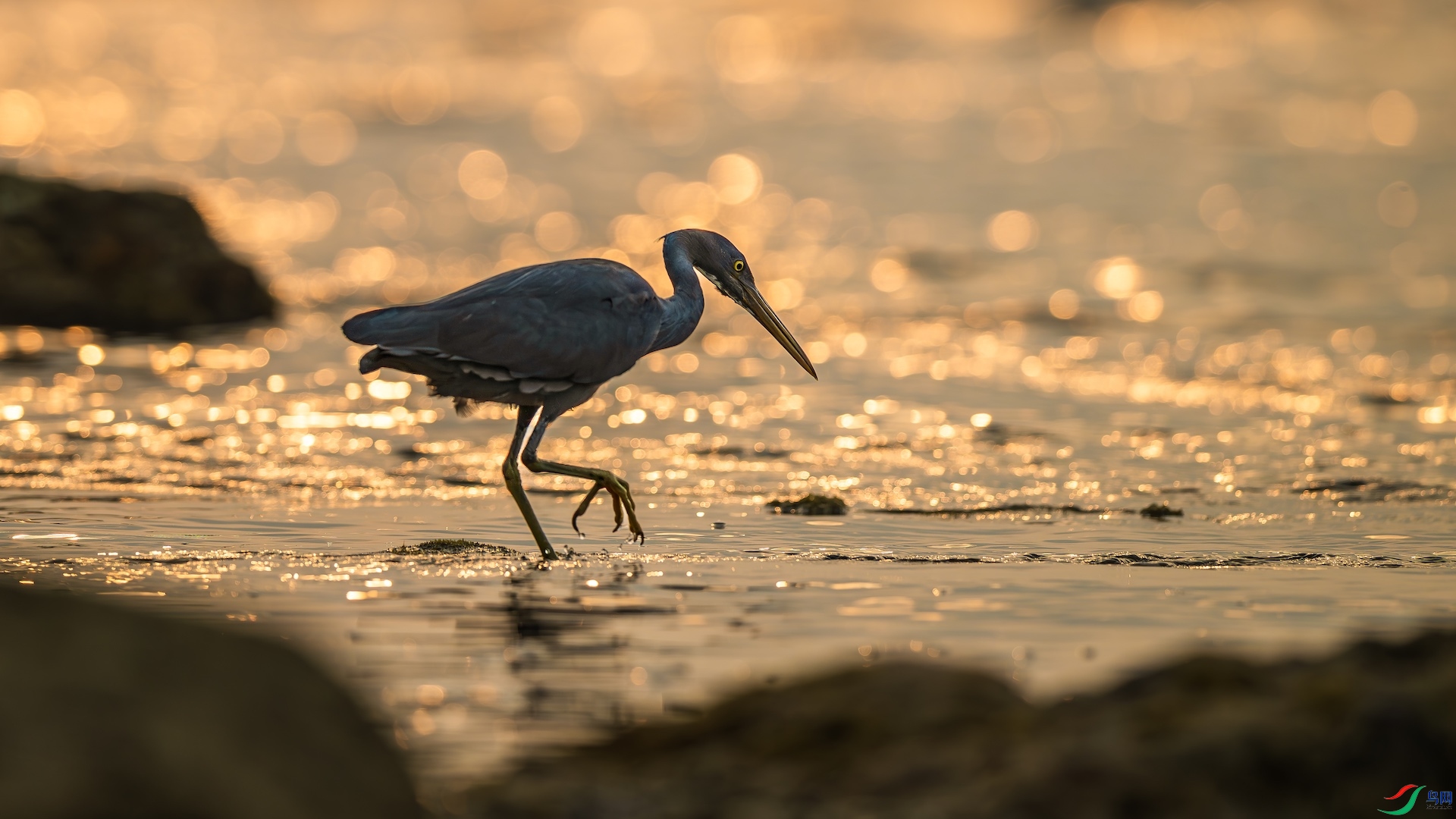 1_XXL9083-����ǿ-NR ����.jpg