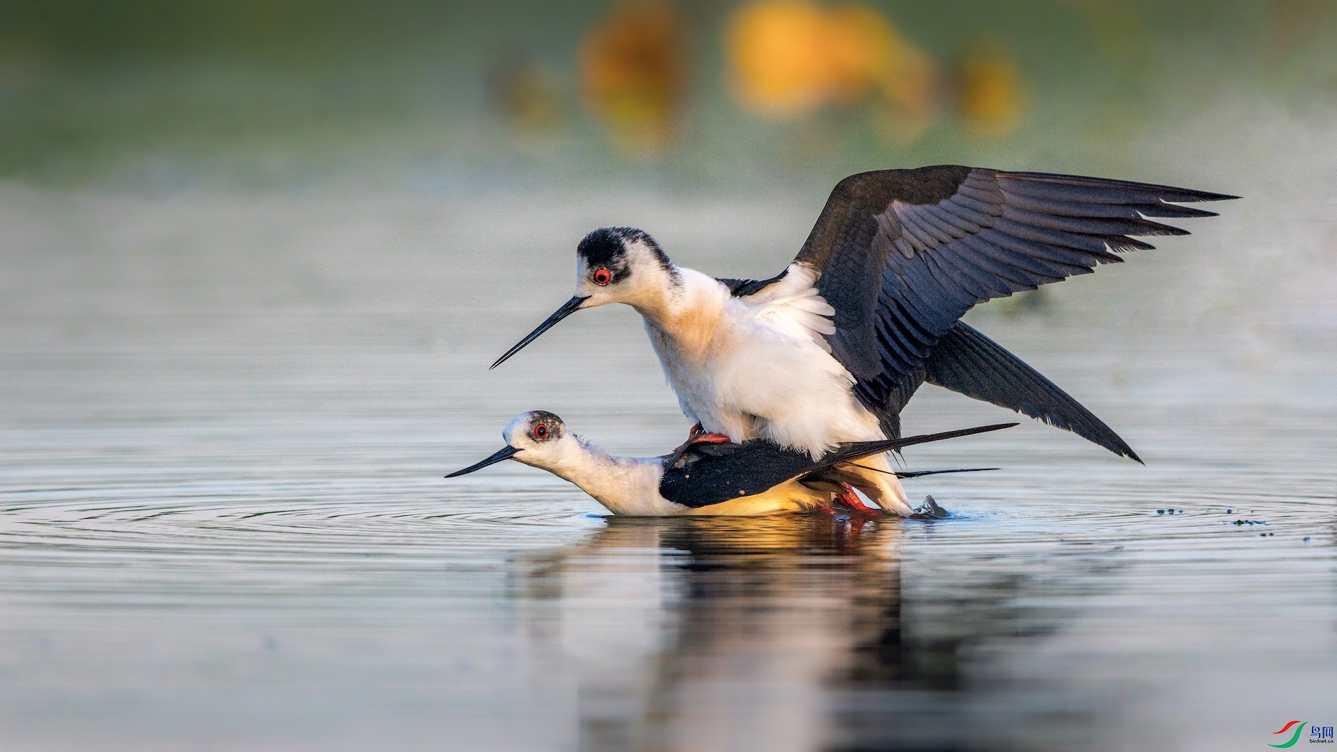 1XXI_0702 ����.jpeg