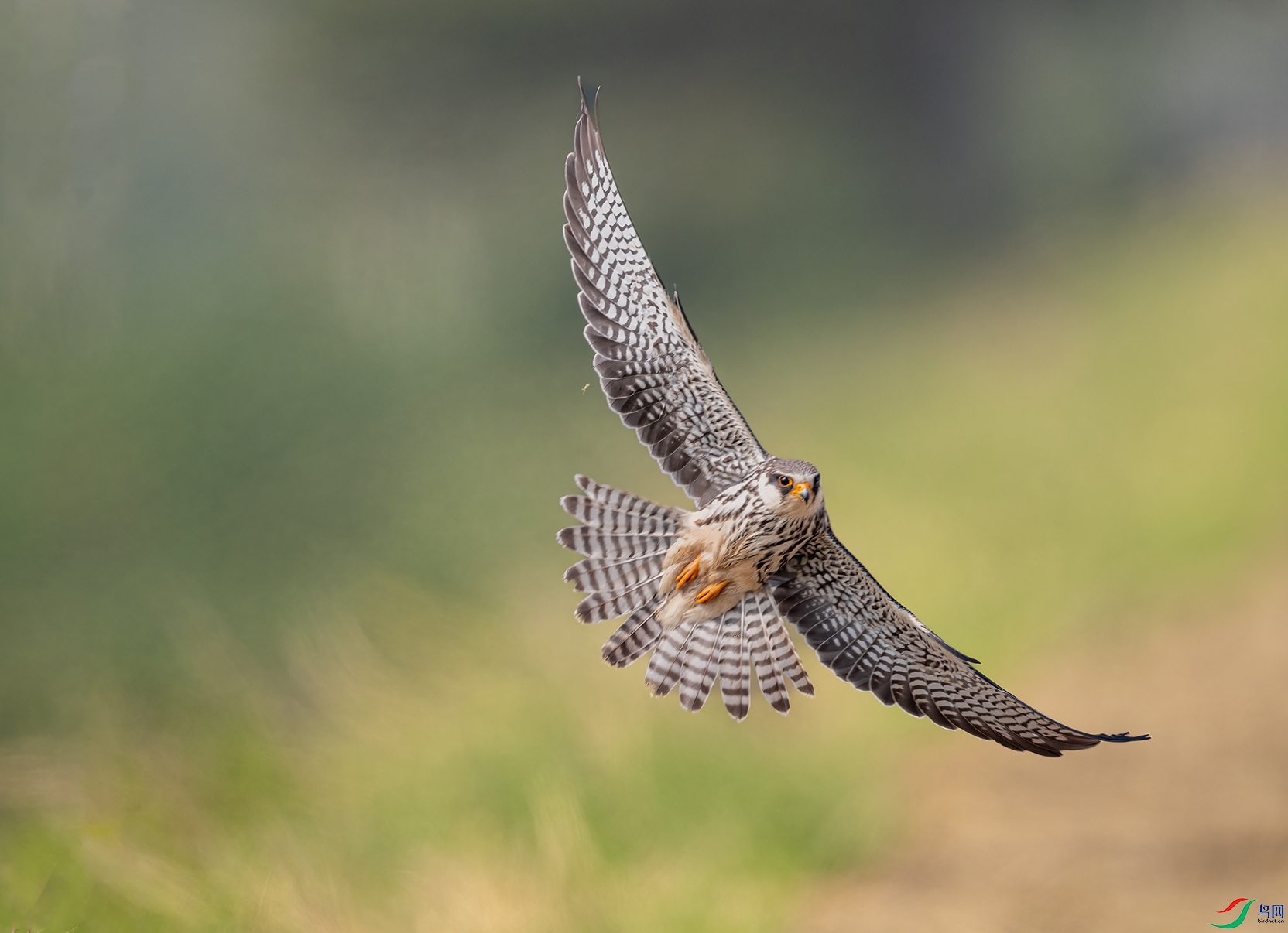 DSC_6655-2 ���� 2.jpg