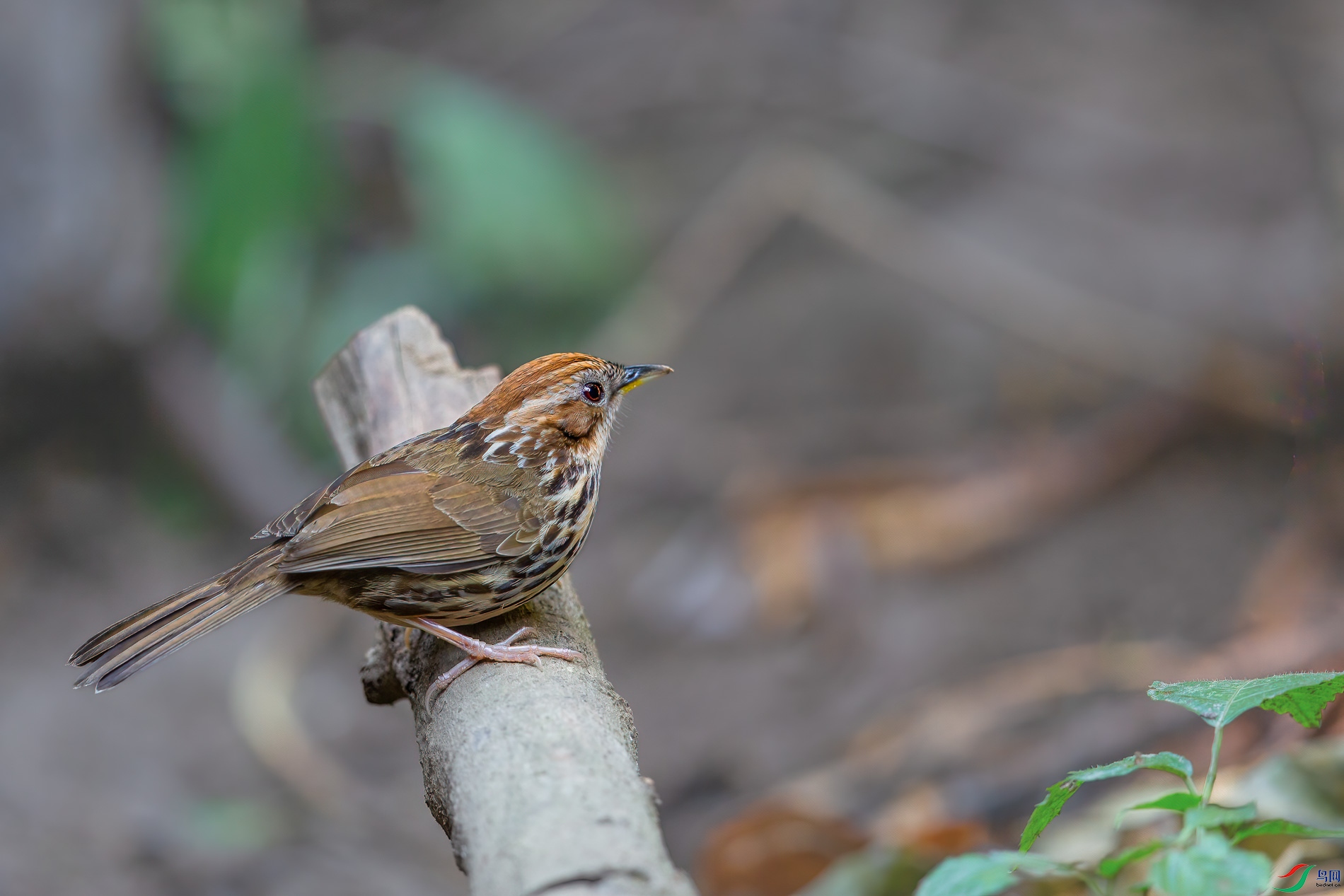 a_72113-1.jpg