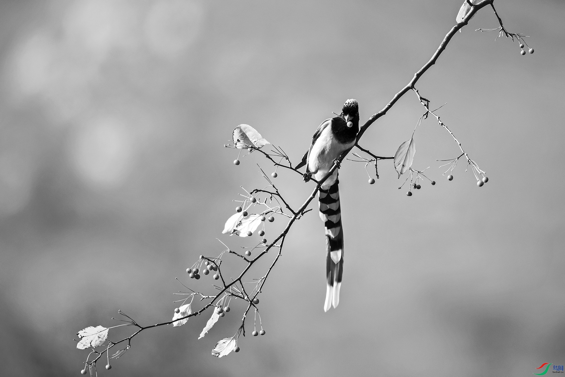_5LM0537a.jpg