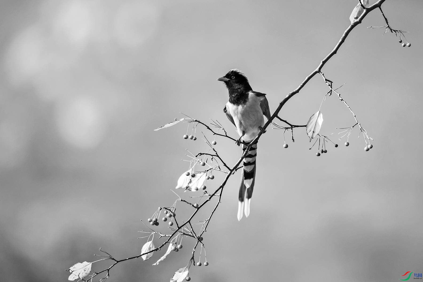 _5LM0529a.jpg